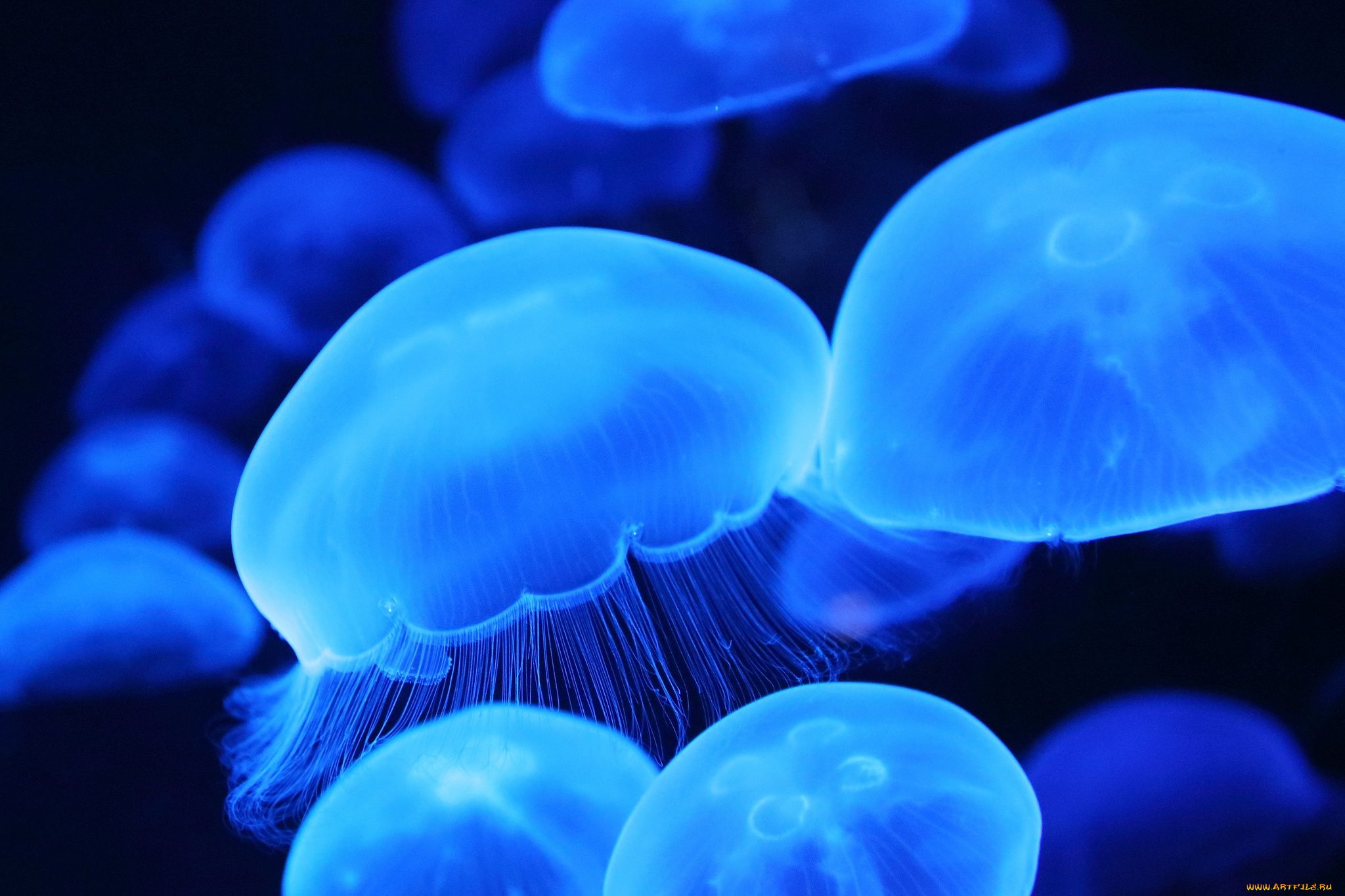 Медуза цена лайф. Сцифоидные медузы. Подводный мир медузы. Красивые медузы. Морской мир медузы.