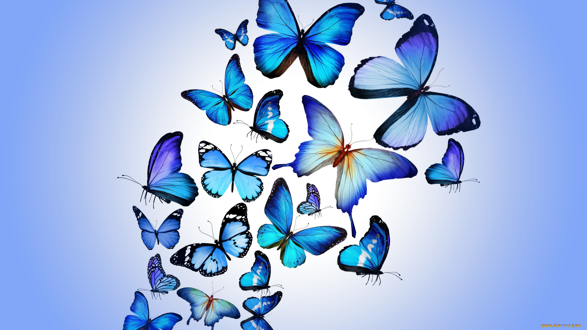 рисованные, животные, , бабочки, бабочки, blue, colorful, marika, design, butterflies