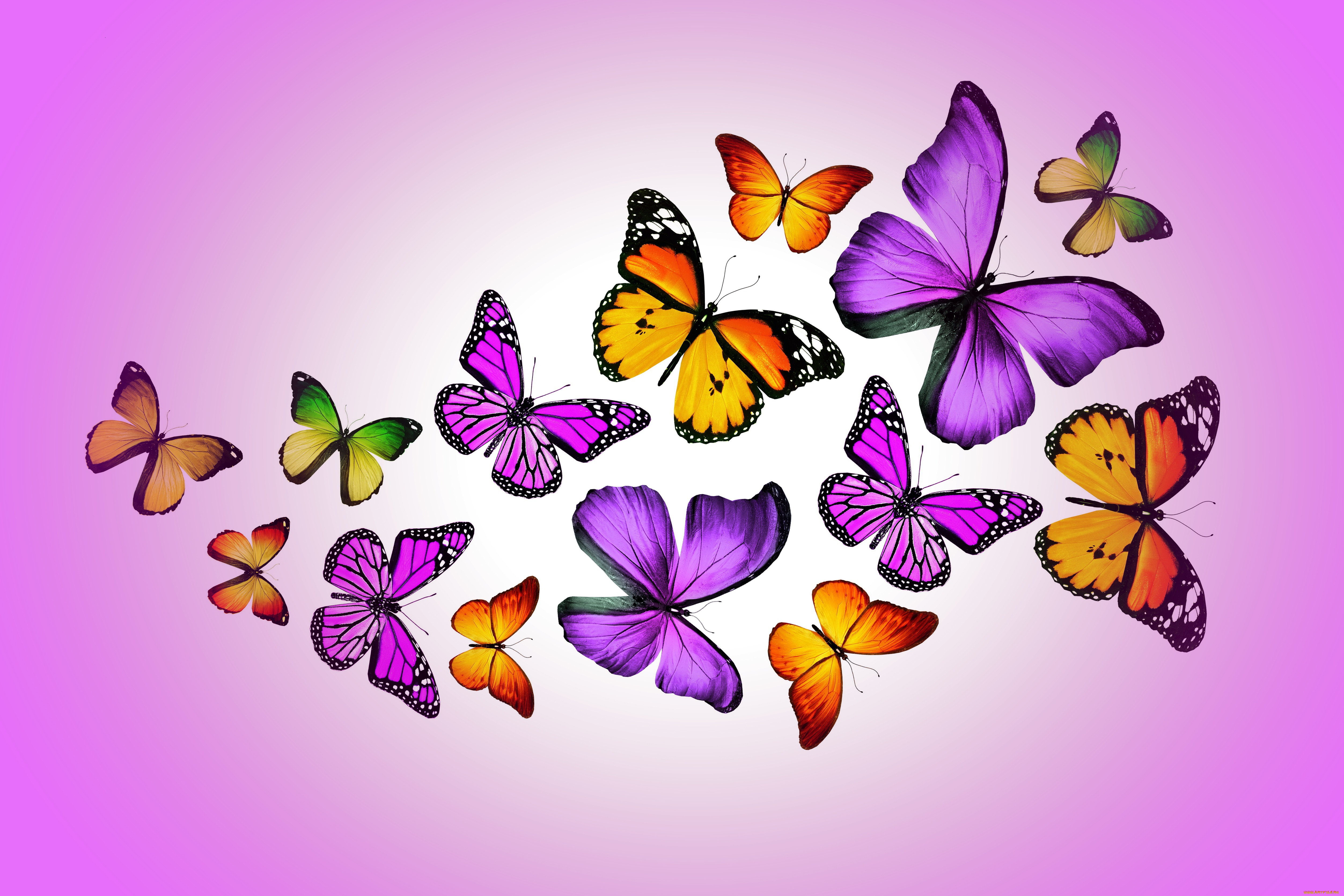 рисованные, животные, , бабочки, butterflies, design, by, marika, colorful, purple, бабочки