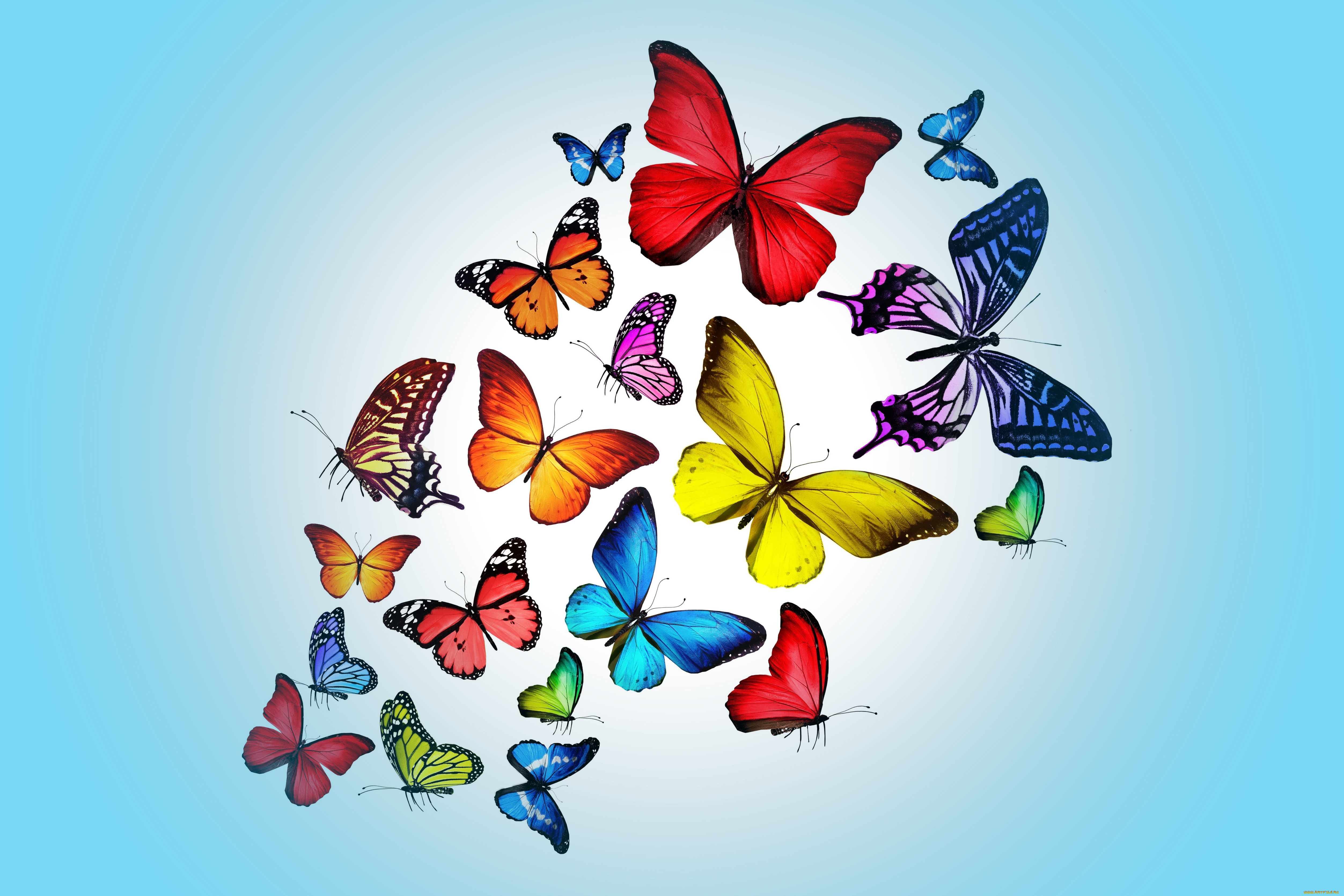 рисованные, животные, , бабочки, pink, бабочки, blue, colorful, marika, design, butterflies