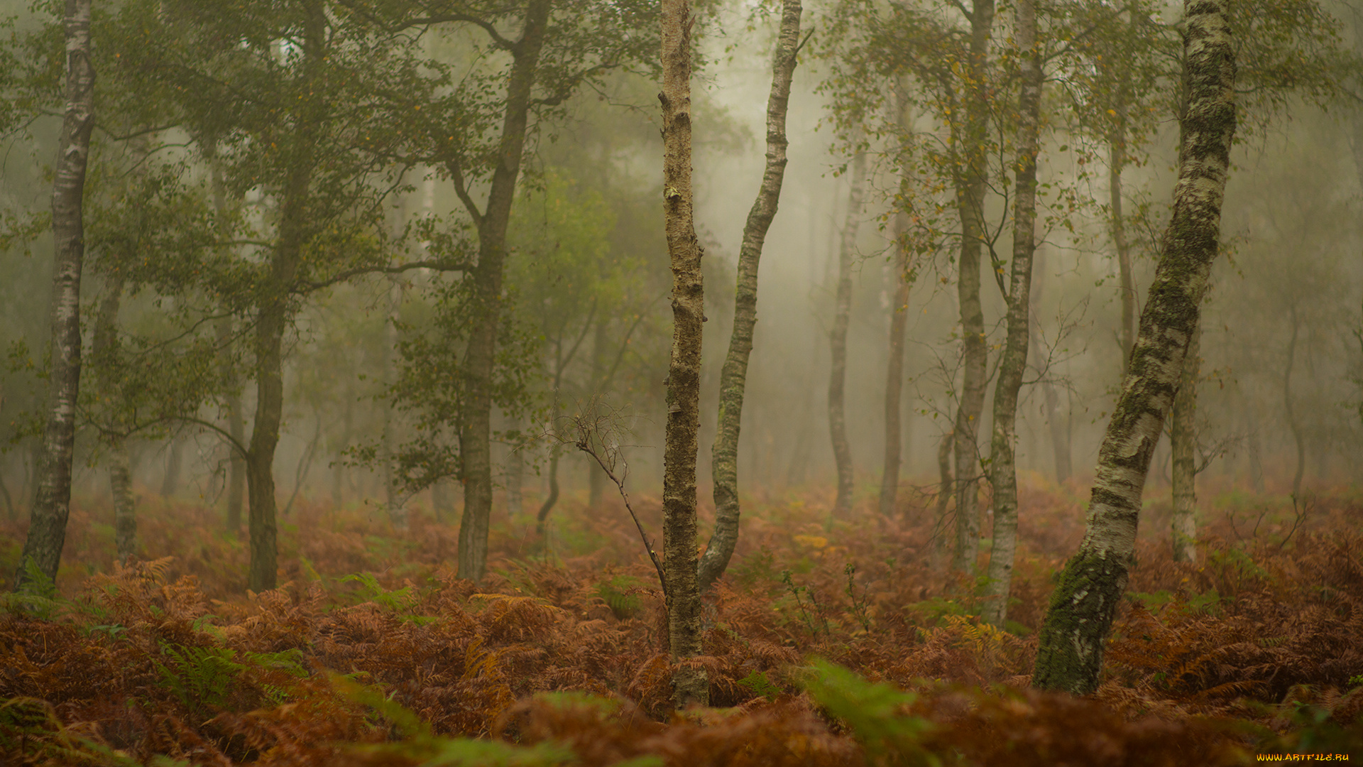 природа, лес, трава, туман, осень, деревья