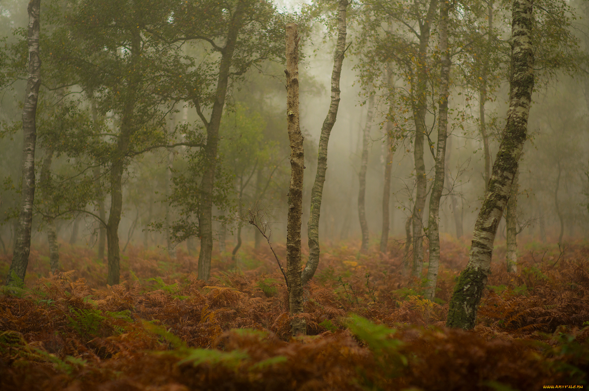 природа, лес, трава, туман, осень, деревья