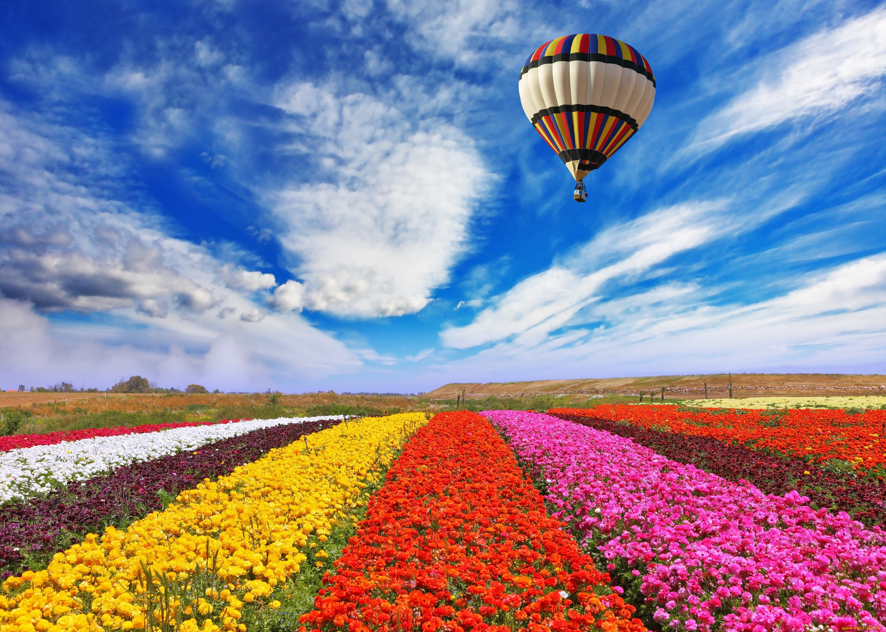 авиация, воздушные, шары, природа, воздушный, шар, поле, цветы, небо, облака