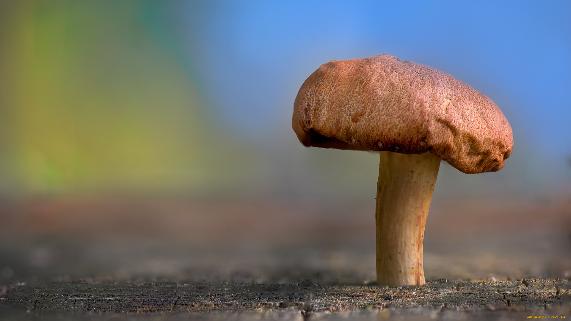 природа, грибы, nature, beauty, mushroom