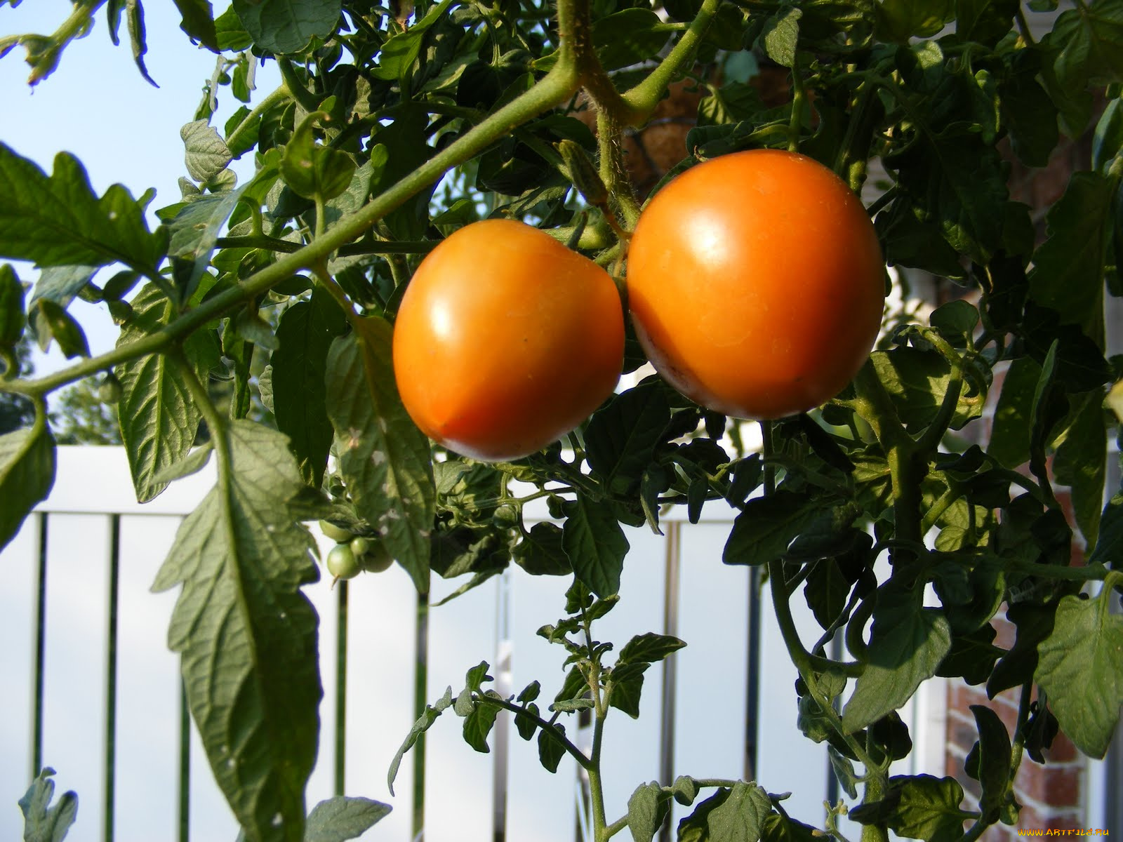 природа, плоды, томат