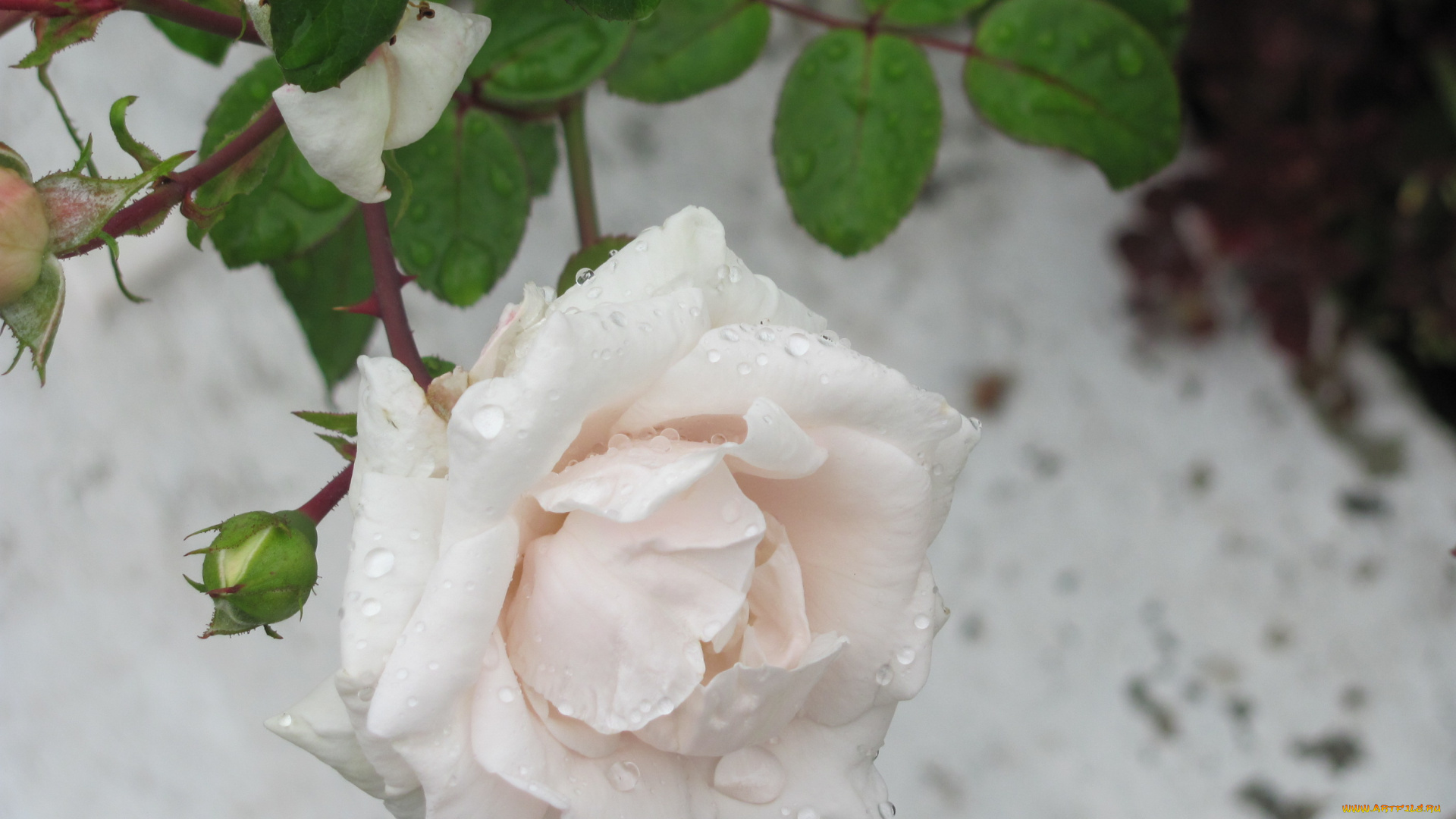 цветы, розы, белая, в, каплях, дождя