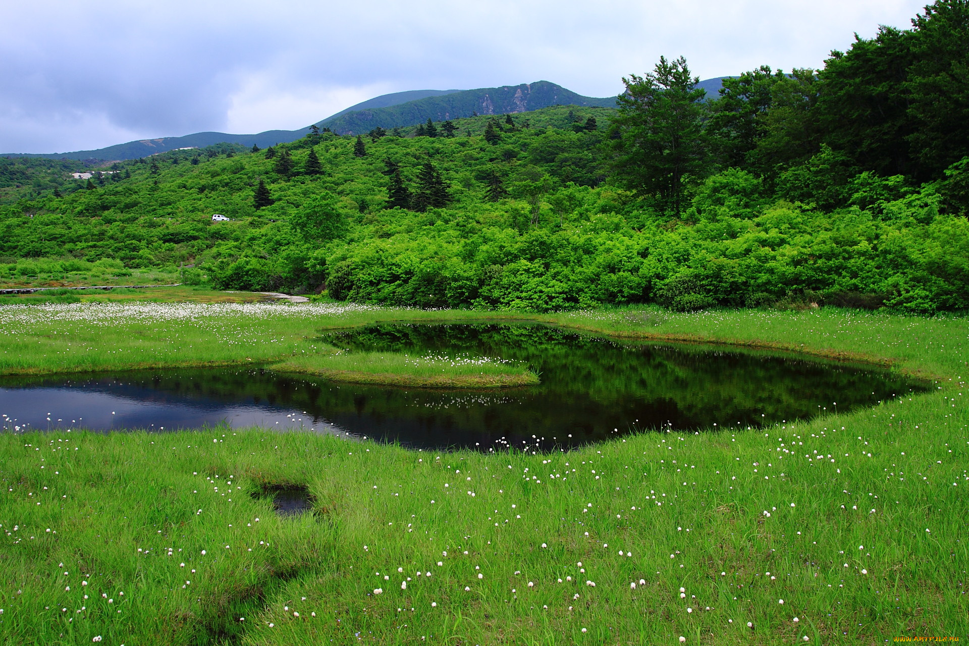 природа, реки, озера, луг, вода