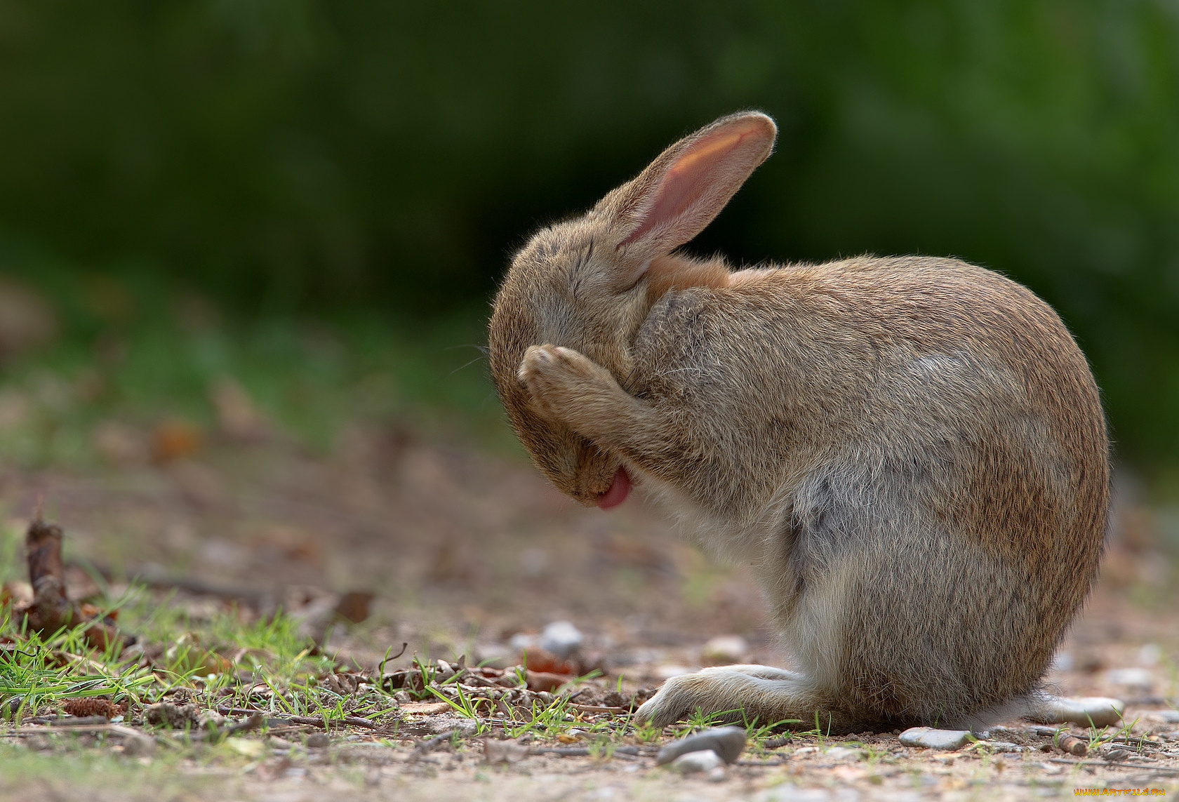животные, кролики, зайцы, умывание, уши