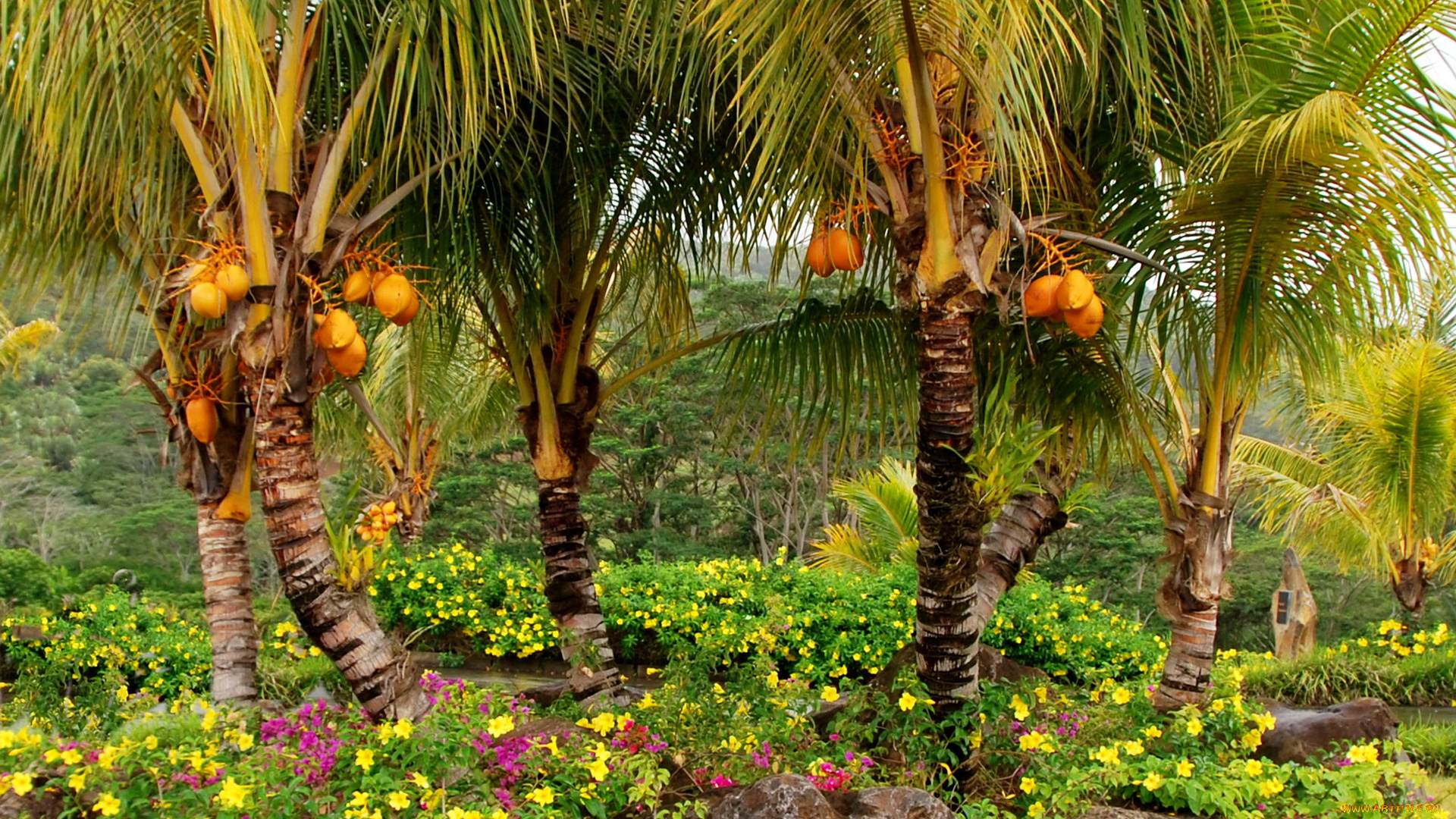 маврикий, шамарель, кокосовый, сад, природа, парк