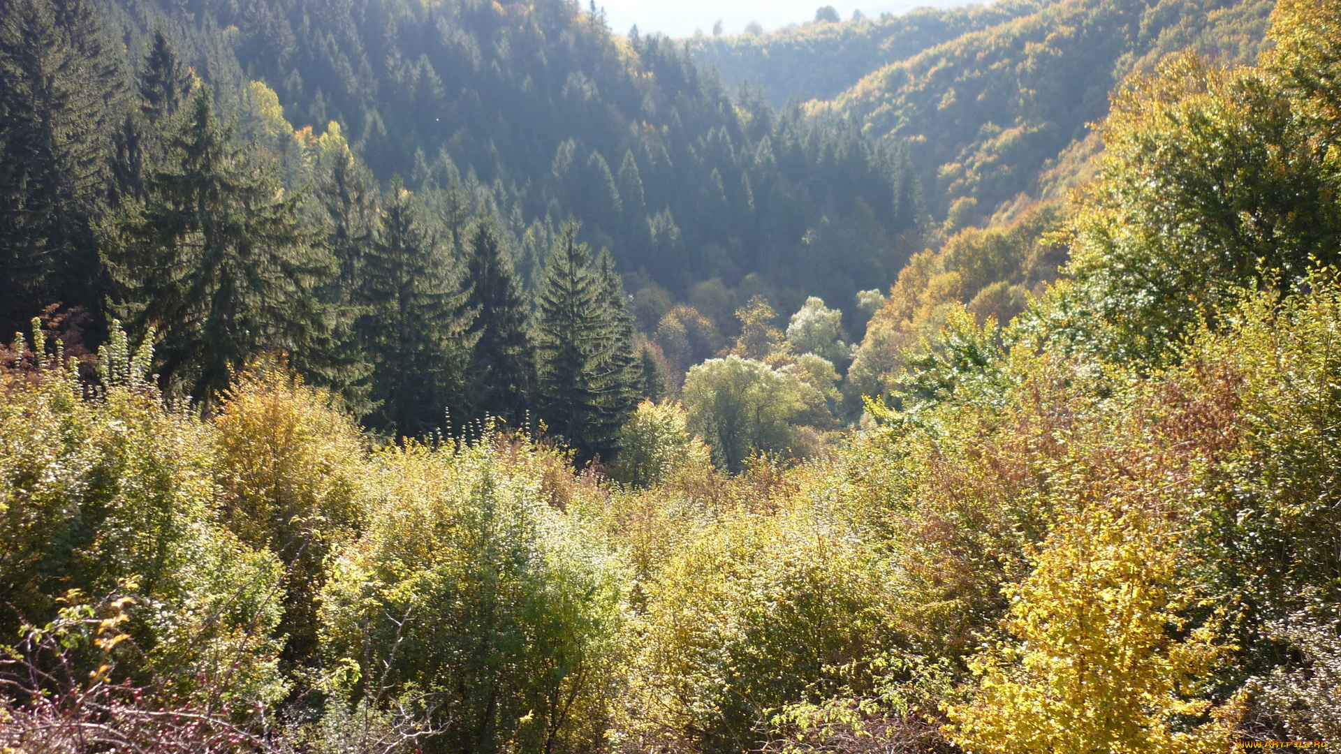 природа, лес, долина, осень, деревья