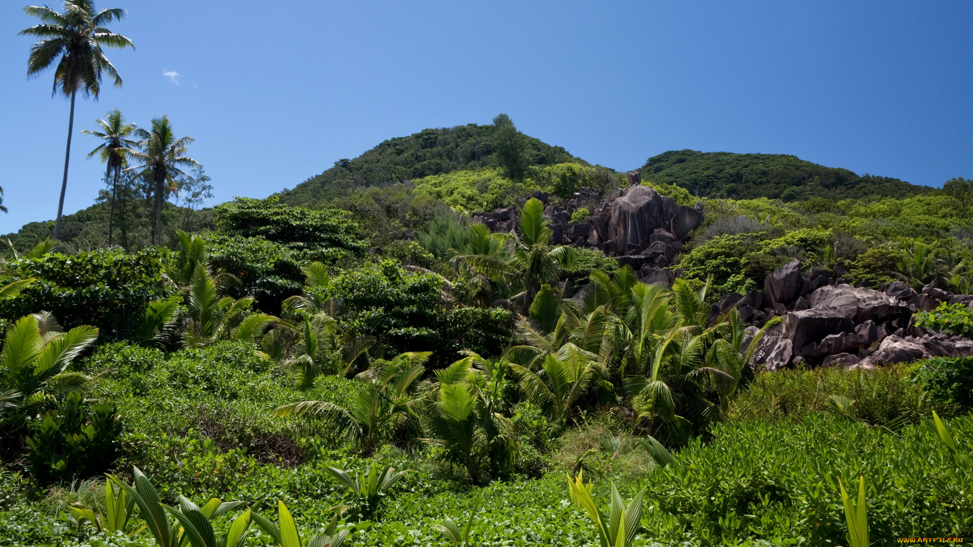 seychelles, природа, тропики