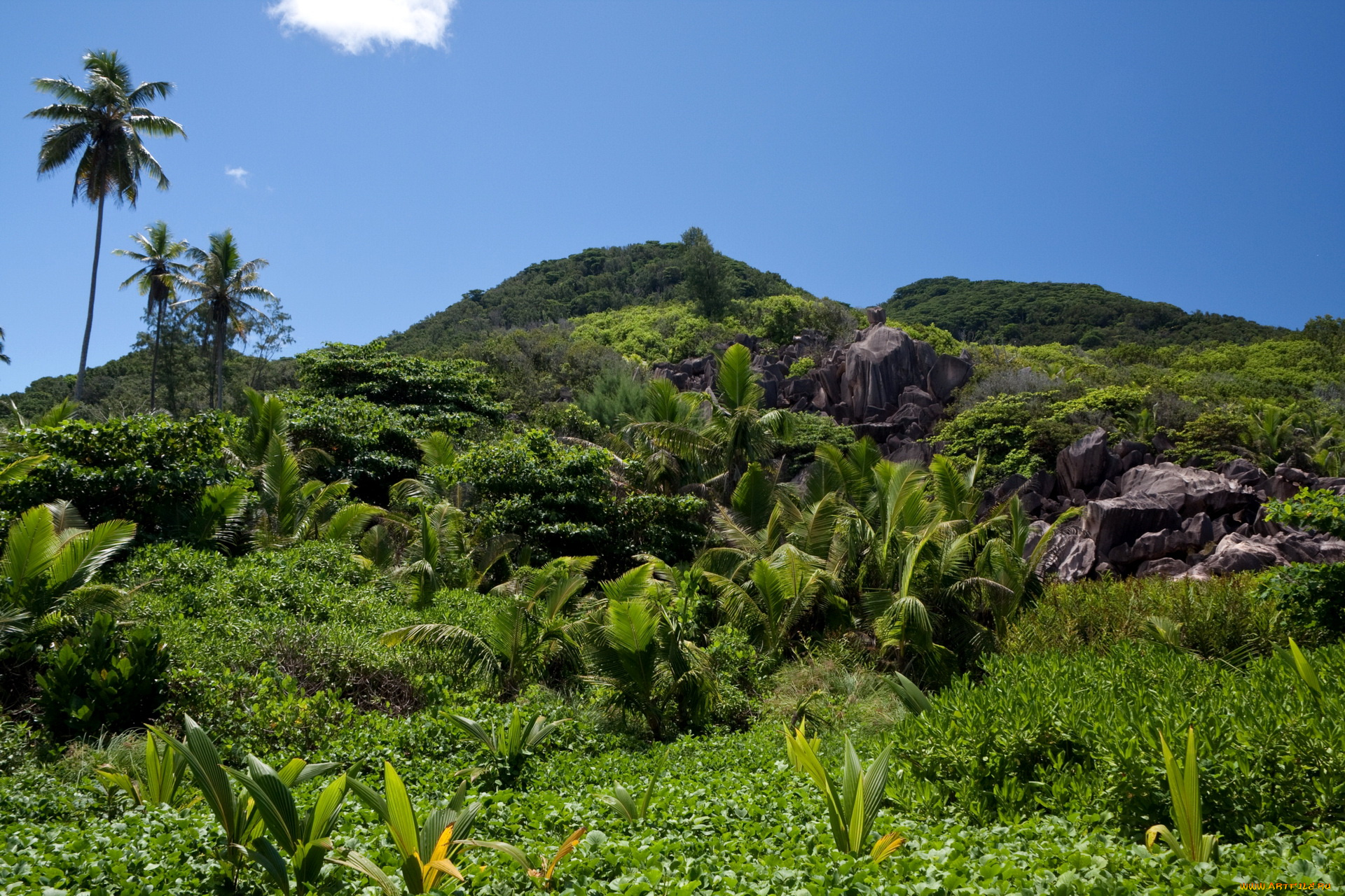 seychelles, природа, тропики
