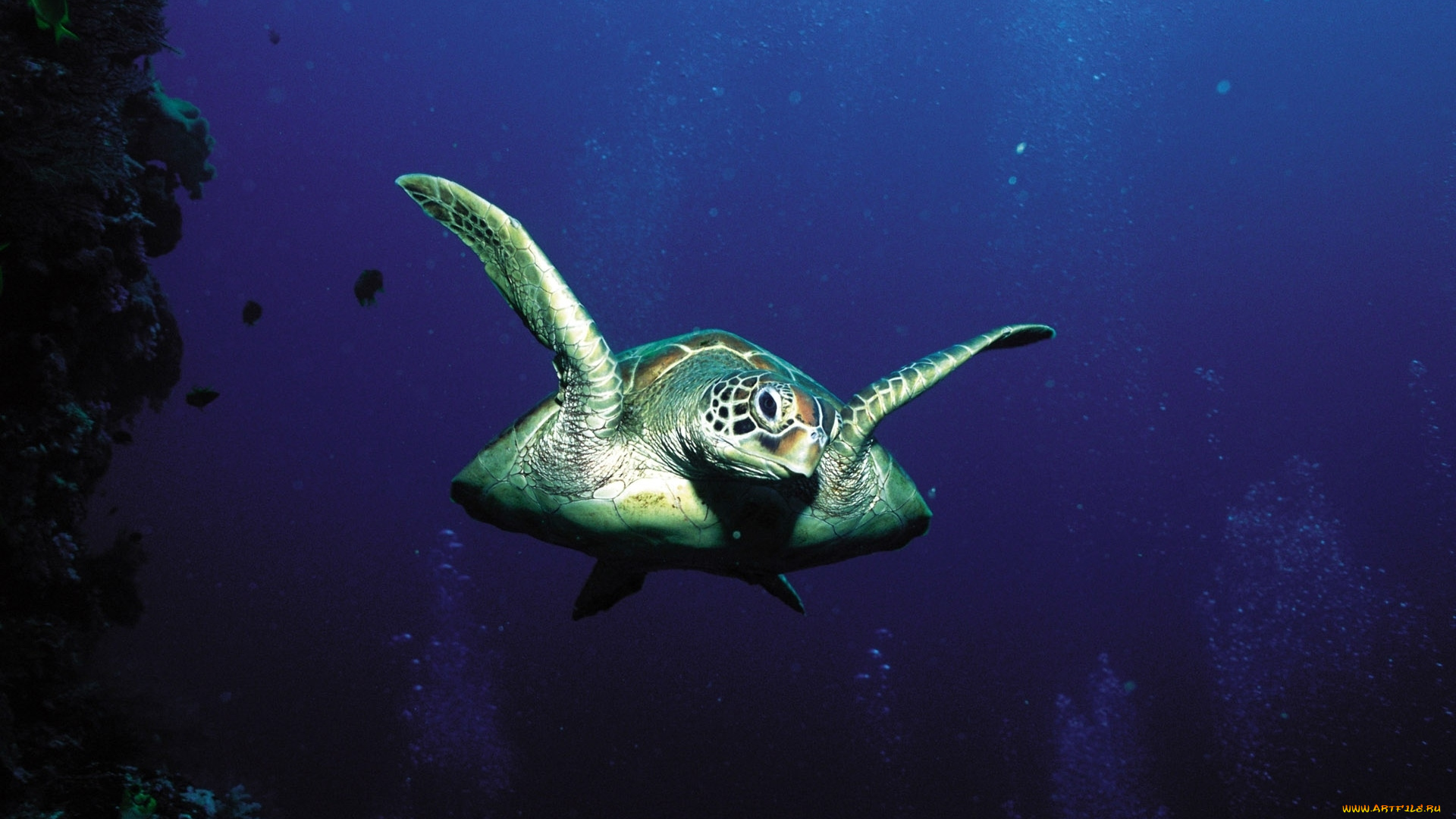 животные, Черепахи, черепаха, морская, плавание, море, вода, глубина, пузыри