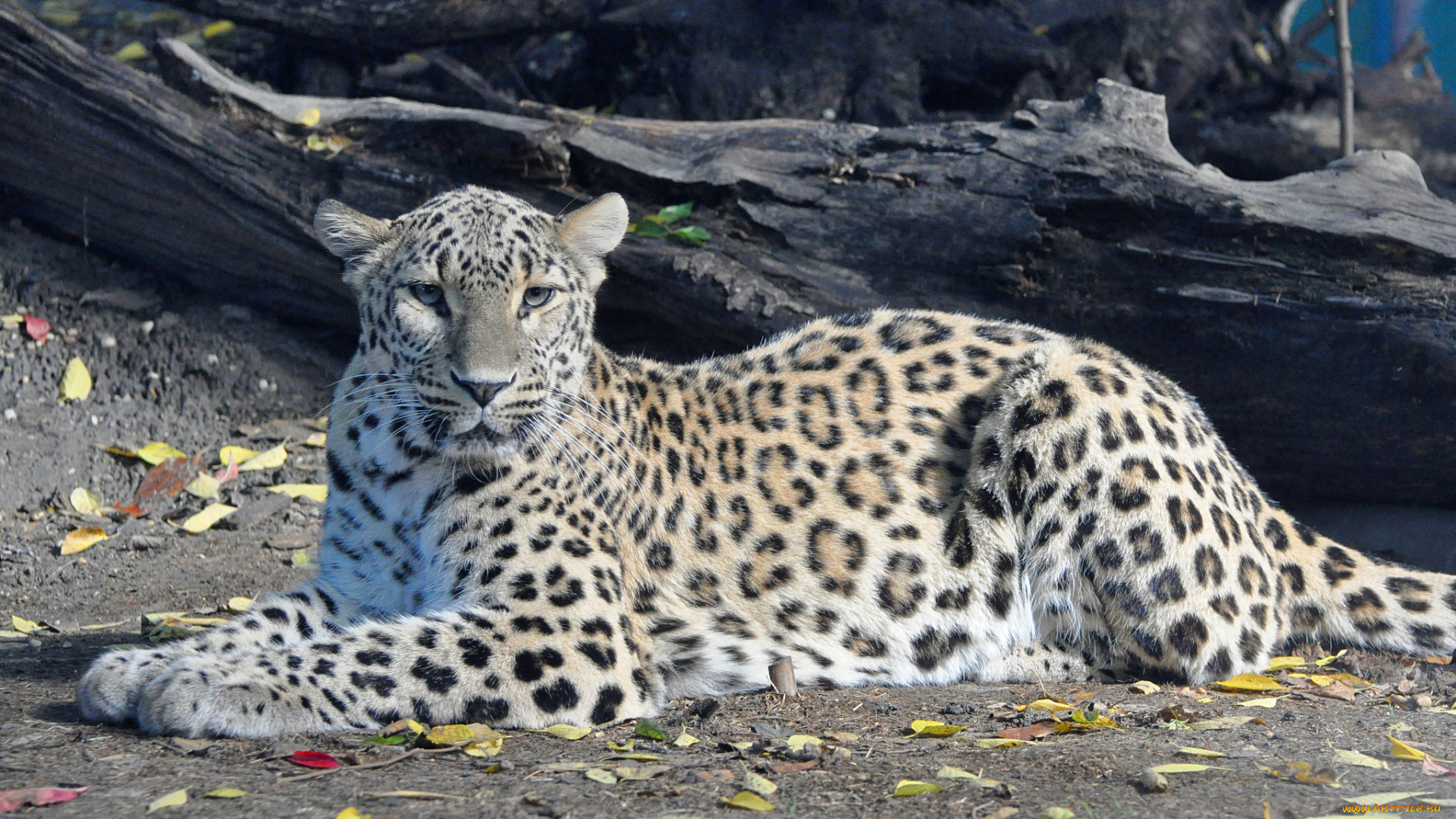 животные, леопарды, персидский, леопард, хищник, взгляд, отдых, panthera, pardus