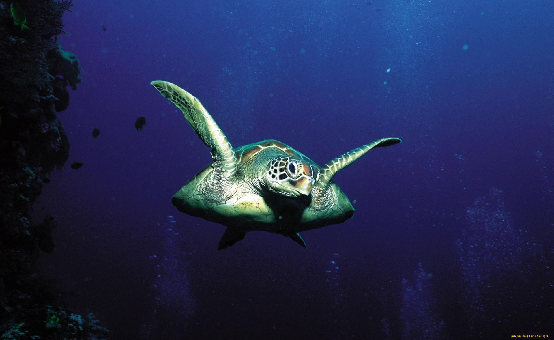 животные, Черепахи, черепаха, морская, плавание, море, вода, глубина, пузыри