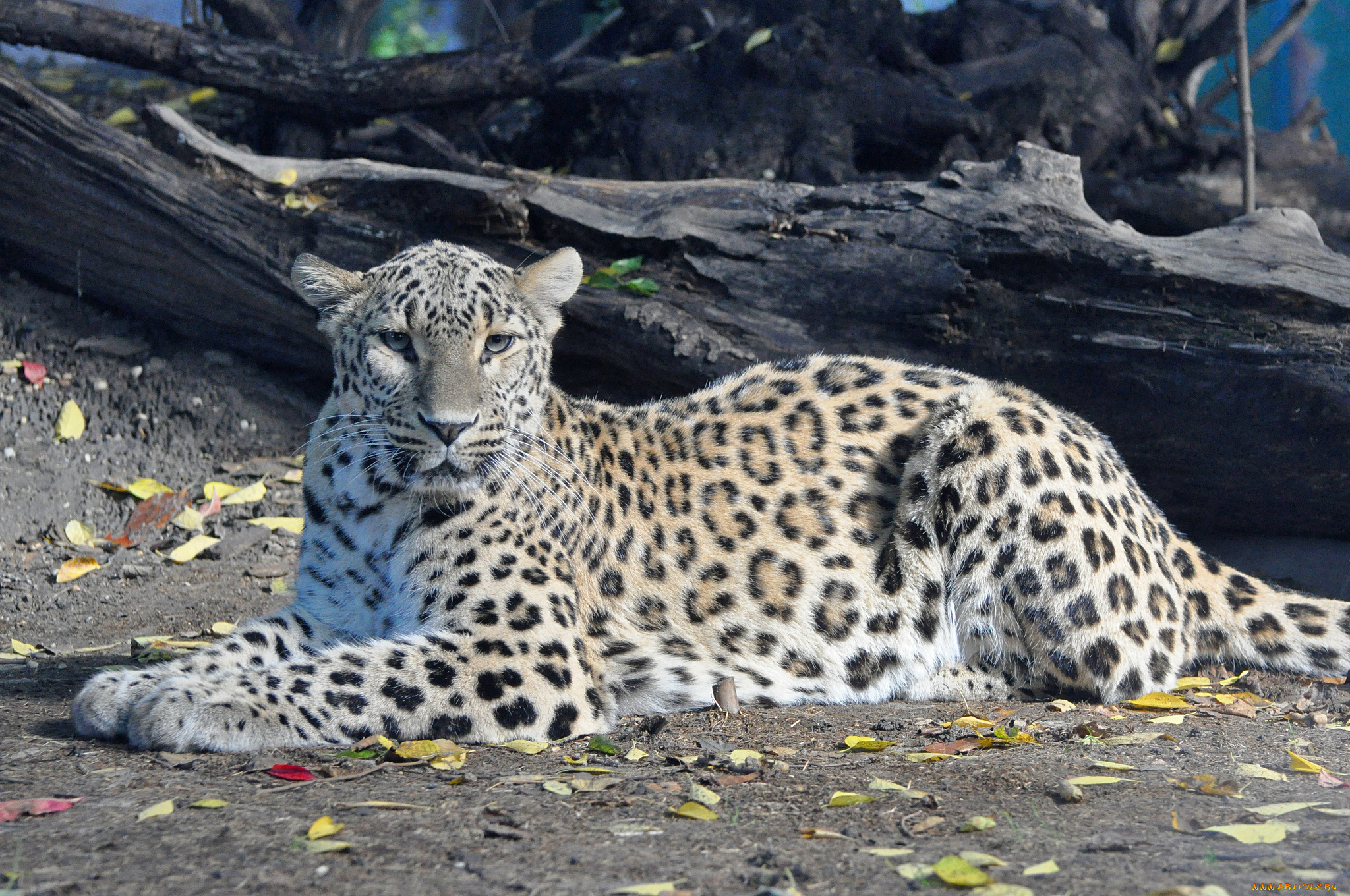 животные, леопарды, персидский, леопард, хищник, взгляд, отдых, panthera, pardus