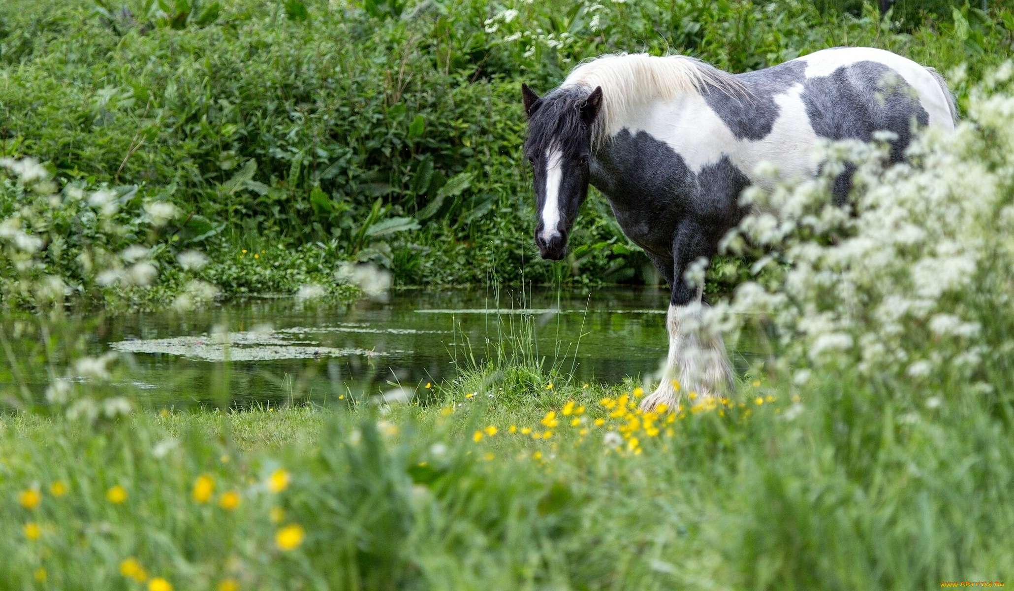 животные, лошади, трава, лошадь, вода