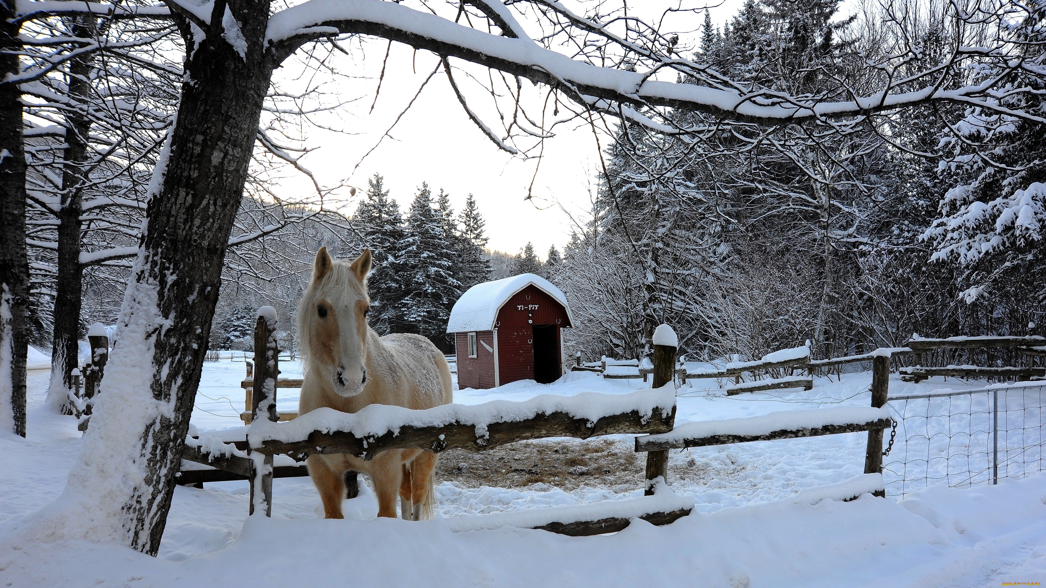 животные, лошади, зима, снег, загон, лошадь, деревья