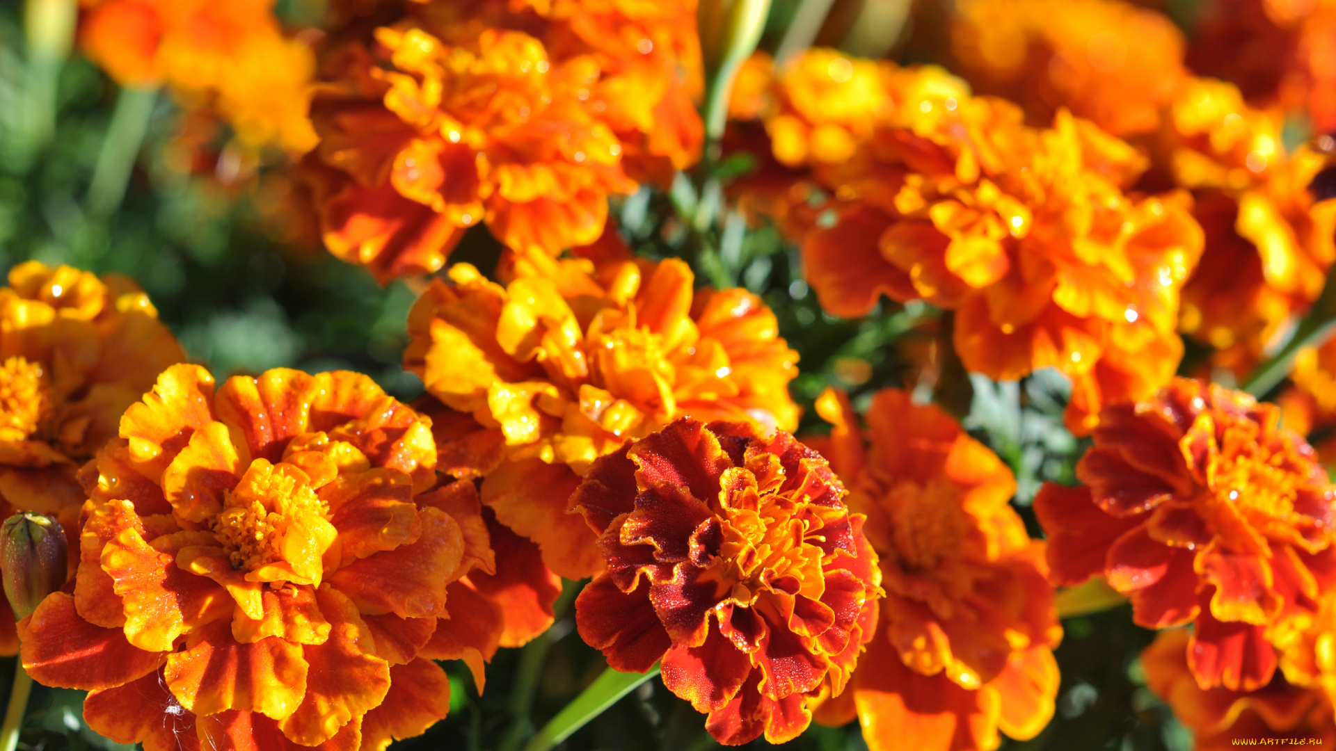 цветы, бархатцы, marigold, bushes, flowering, orange, yellow, цветение, кустики, желтые