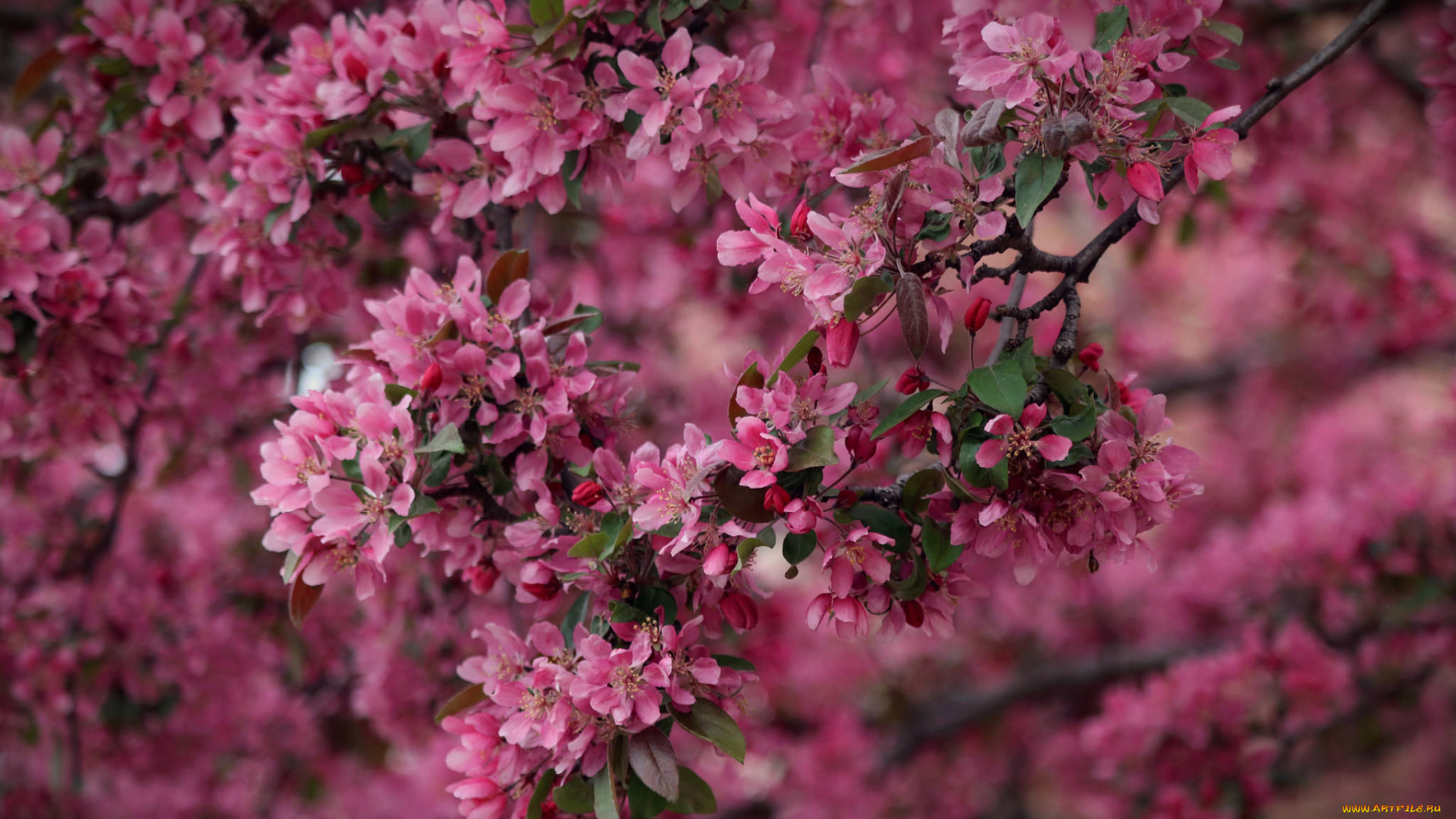 цветы, цветущие, деревья, , , кустарники, ветка, листья, яблони, branch, leaves, flowers, apple