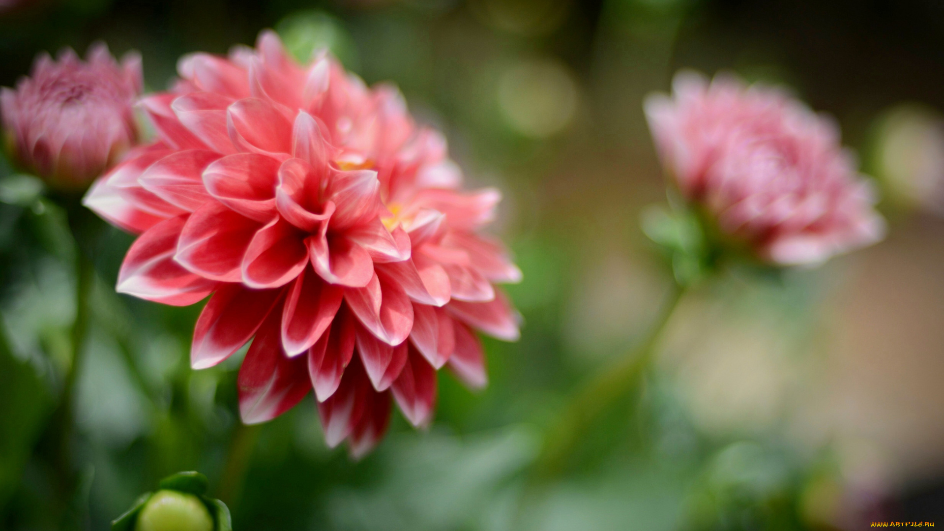 цветы, георгины, георгин, цветение, dahlia, flowering