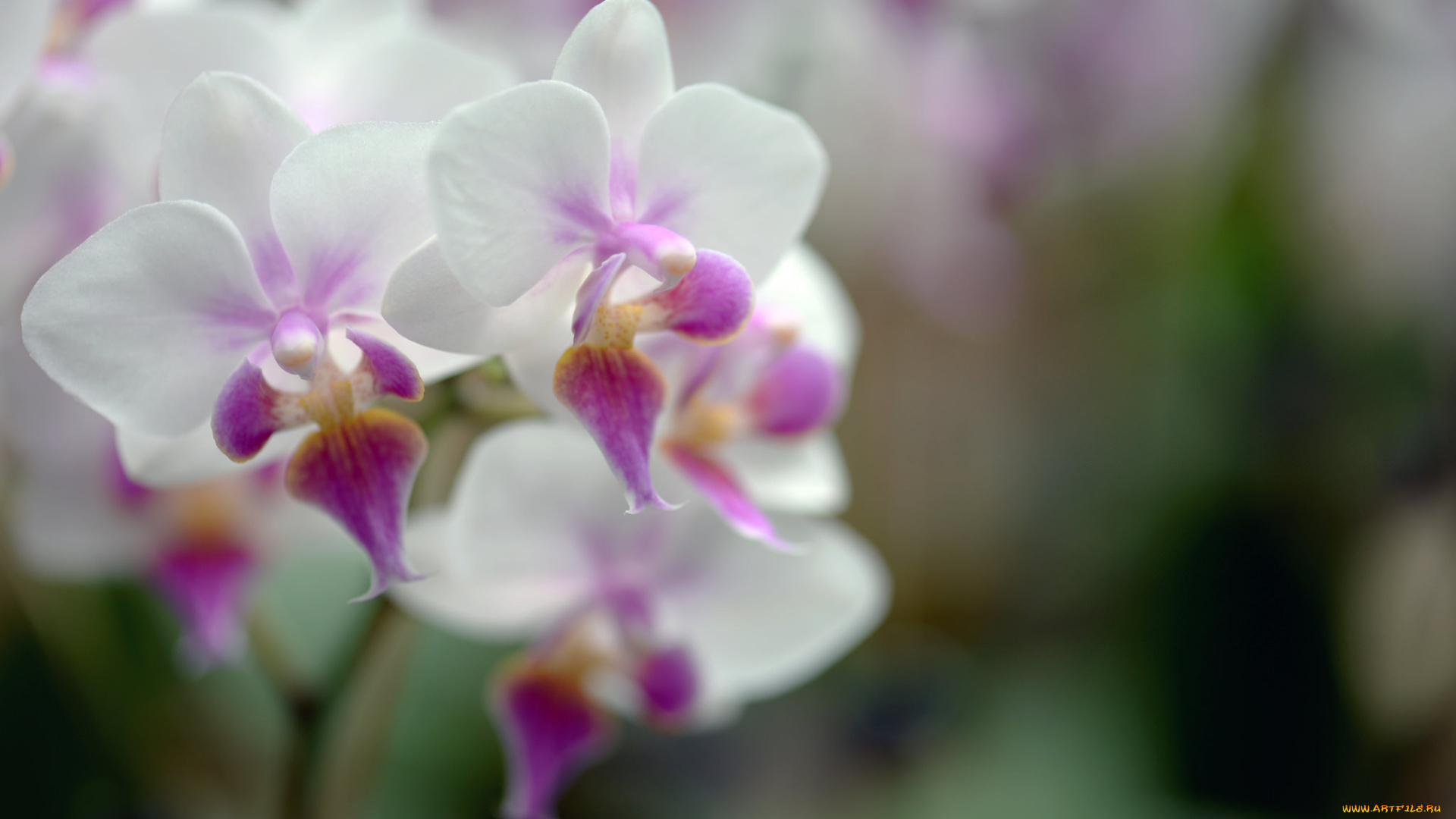 цветы, орхидеи, flowers, flowering, orchids, цветение