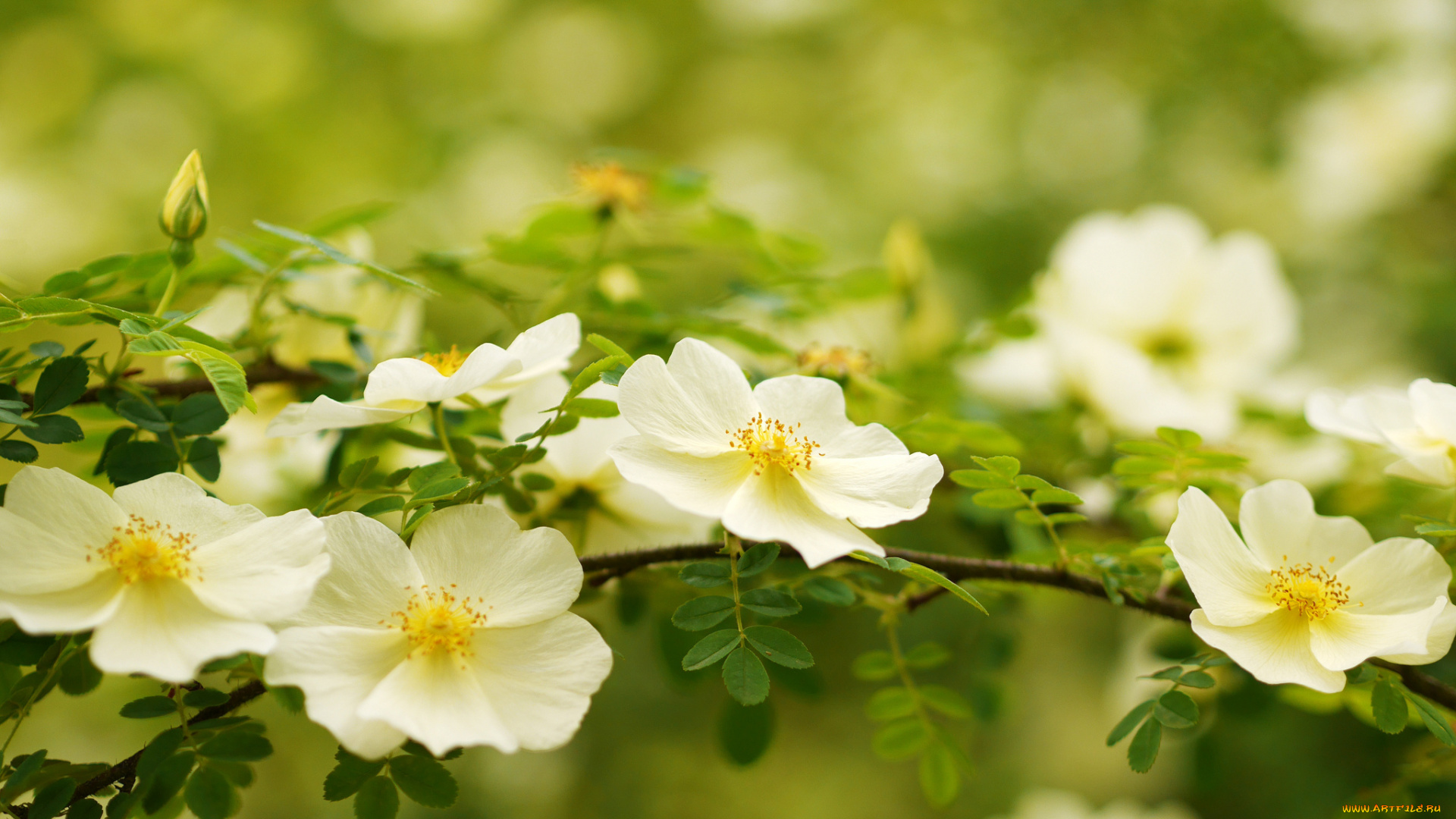 цветы, розы, роза, бутон, лепестки, листья, цветение, rose, bud, petals, leaves, blossoms