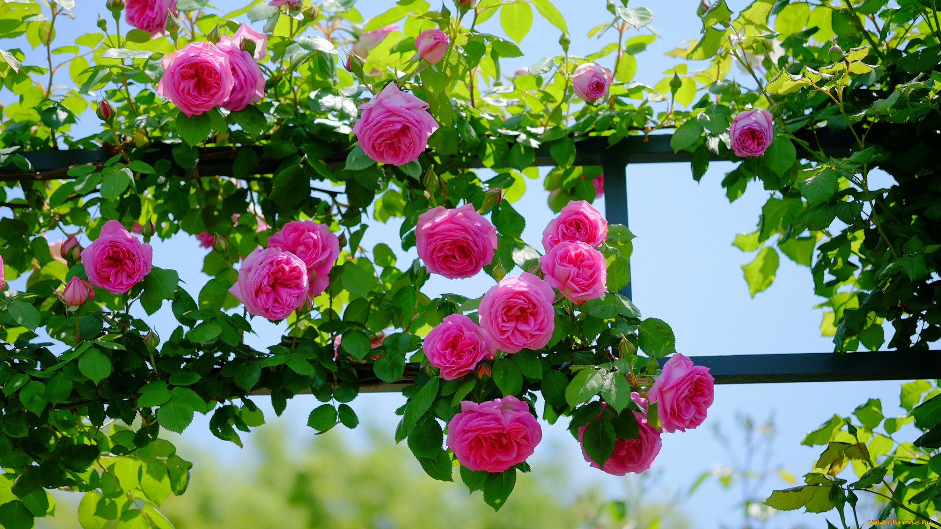 цветы, розы, роза, бутон, лепестки, листья, цветение, rose, bud, petals, leaves, blossoms