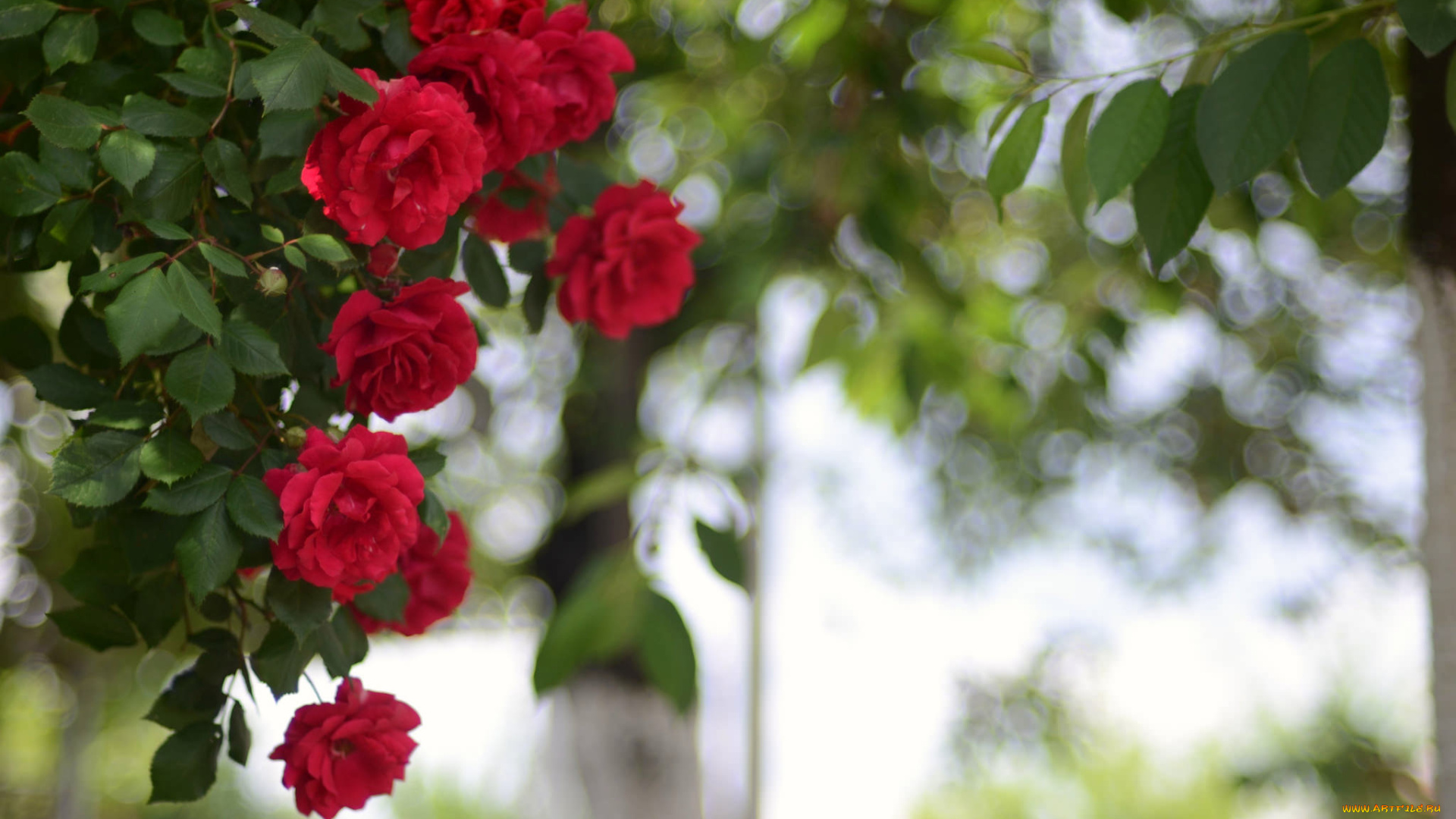 цветы, розы, роза, бутон, лепестки, листья, цветение, rose, bud, petals, leaves, blossoms