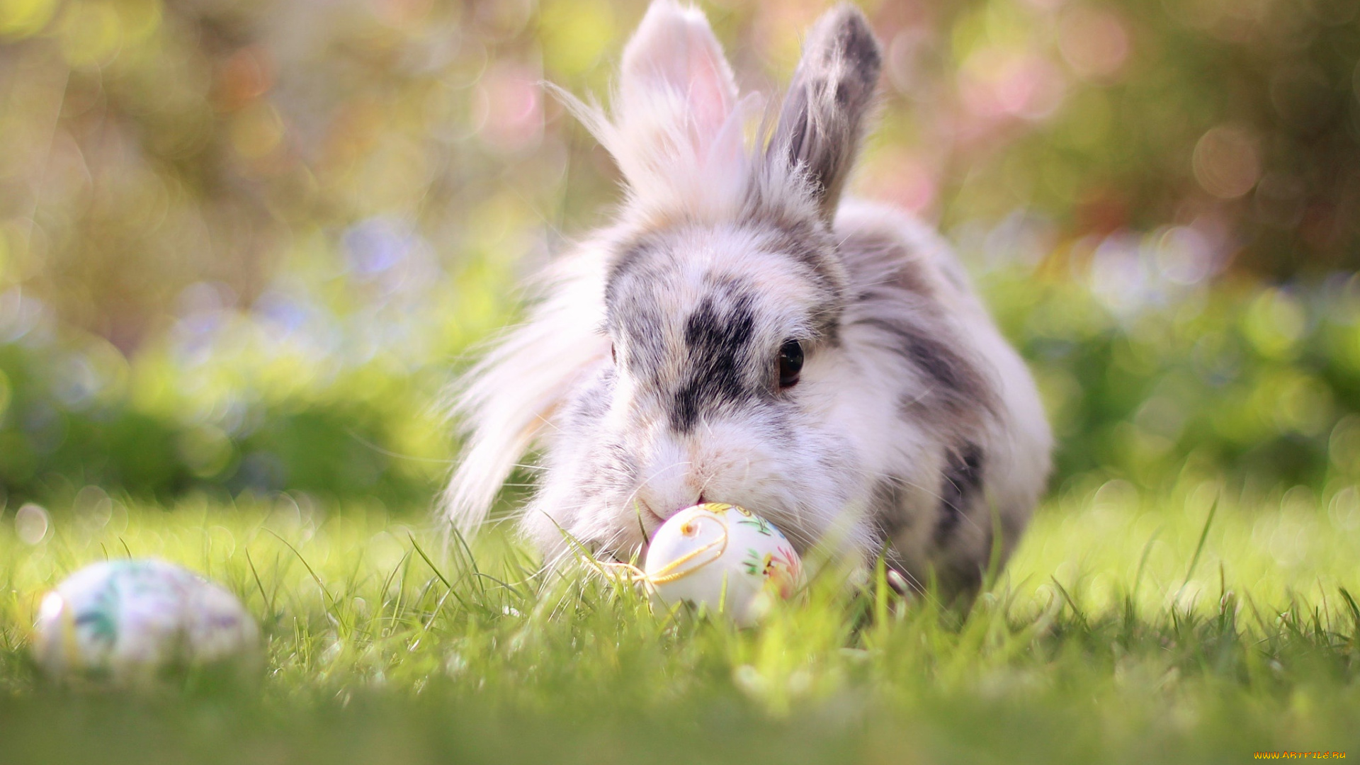 животные, кролики, , зайцы, боке, пасха, природа, кролик, трава, яйца, животное
