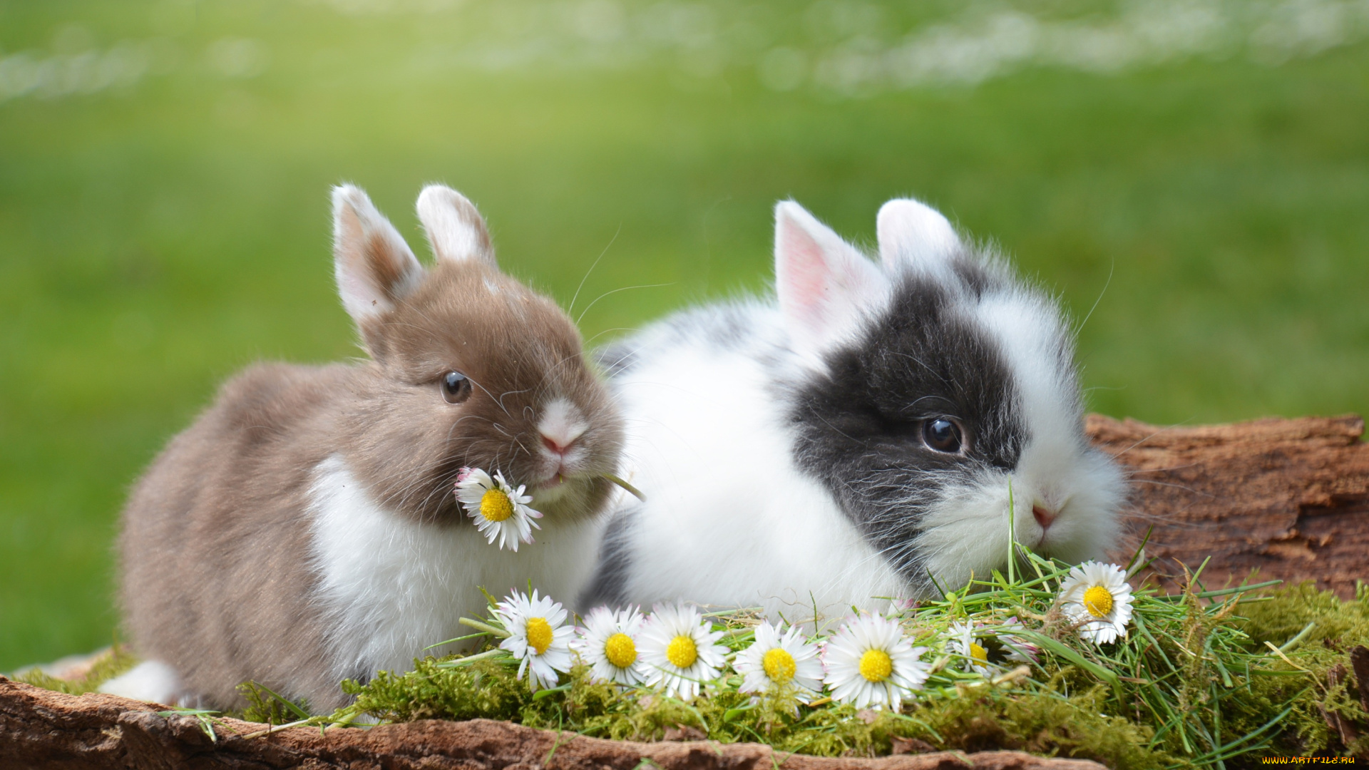 животные, кролики, , зайцы, цветы, ромашки, природа, пара, трава