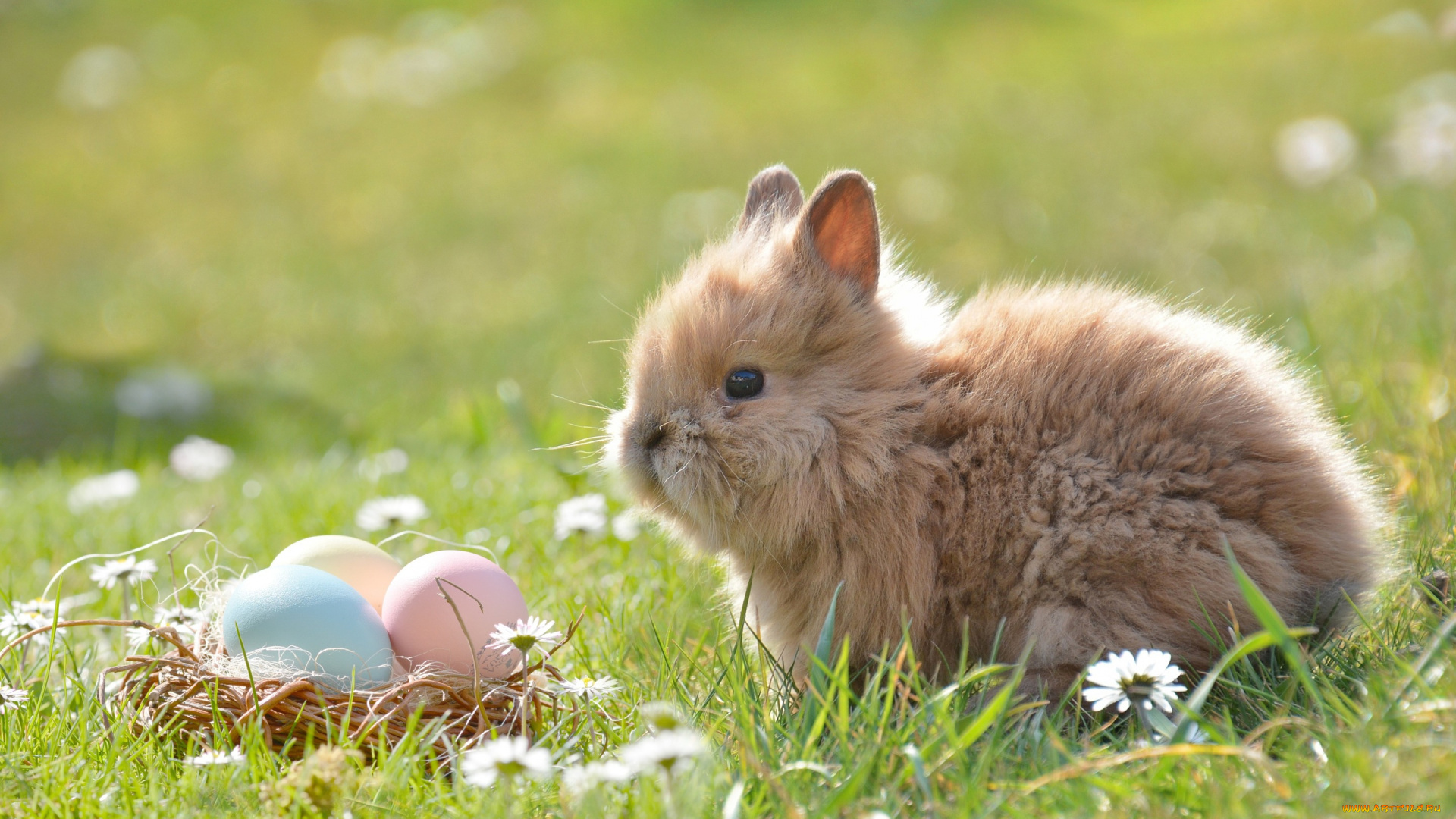 животные, кролики, , зайцы, кролик, пасха, животное, природа, корзинка, яйца, цветы, ромашки, трава
