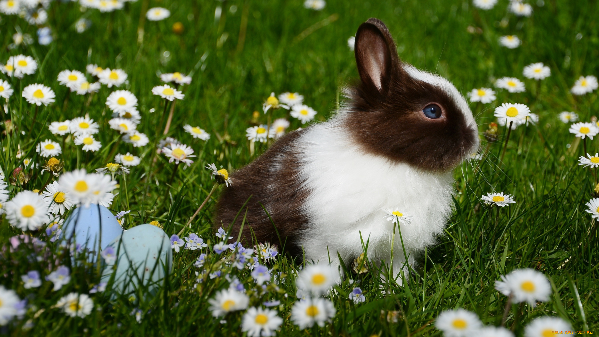 животные, кролики, , зайцы, яйца, цветы, животное, ромашки, трава, крашенки, пасха, кролик