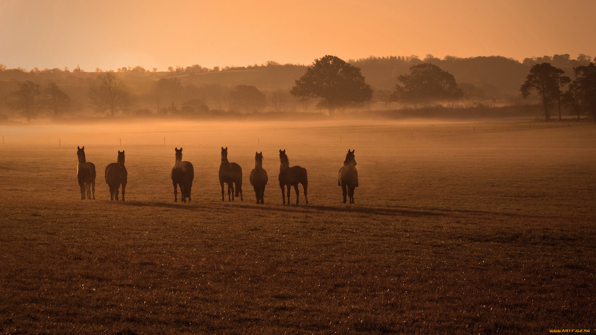 животные, лошади, кони, поле, туман