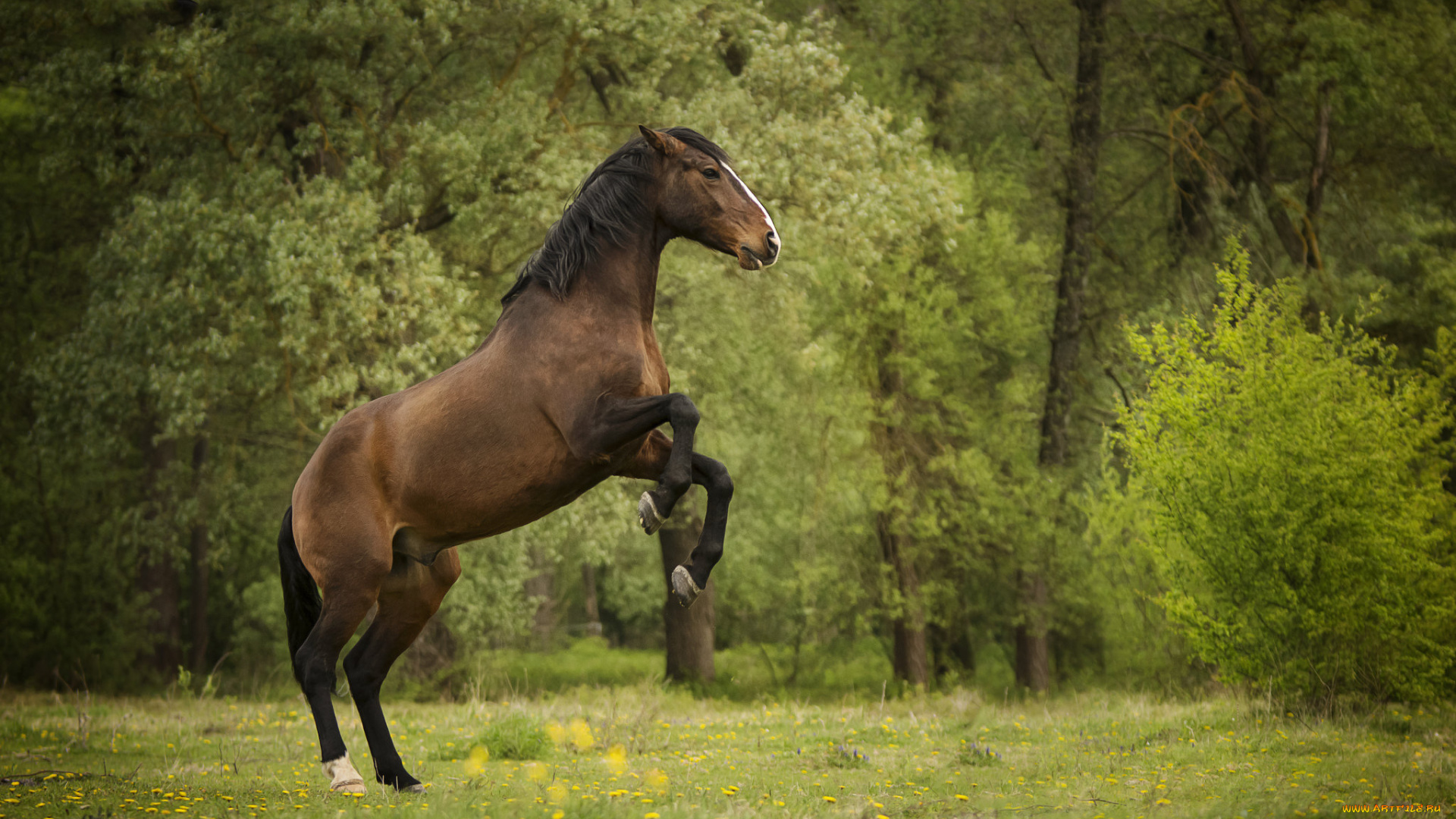 животные, лошади, животное, красавцы, horse, animal, handsome