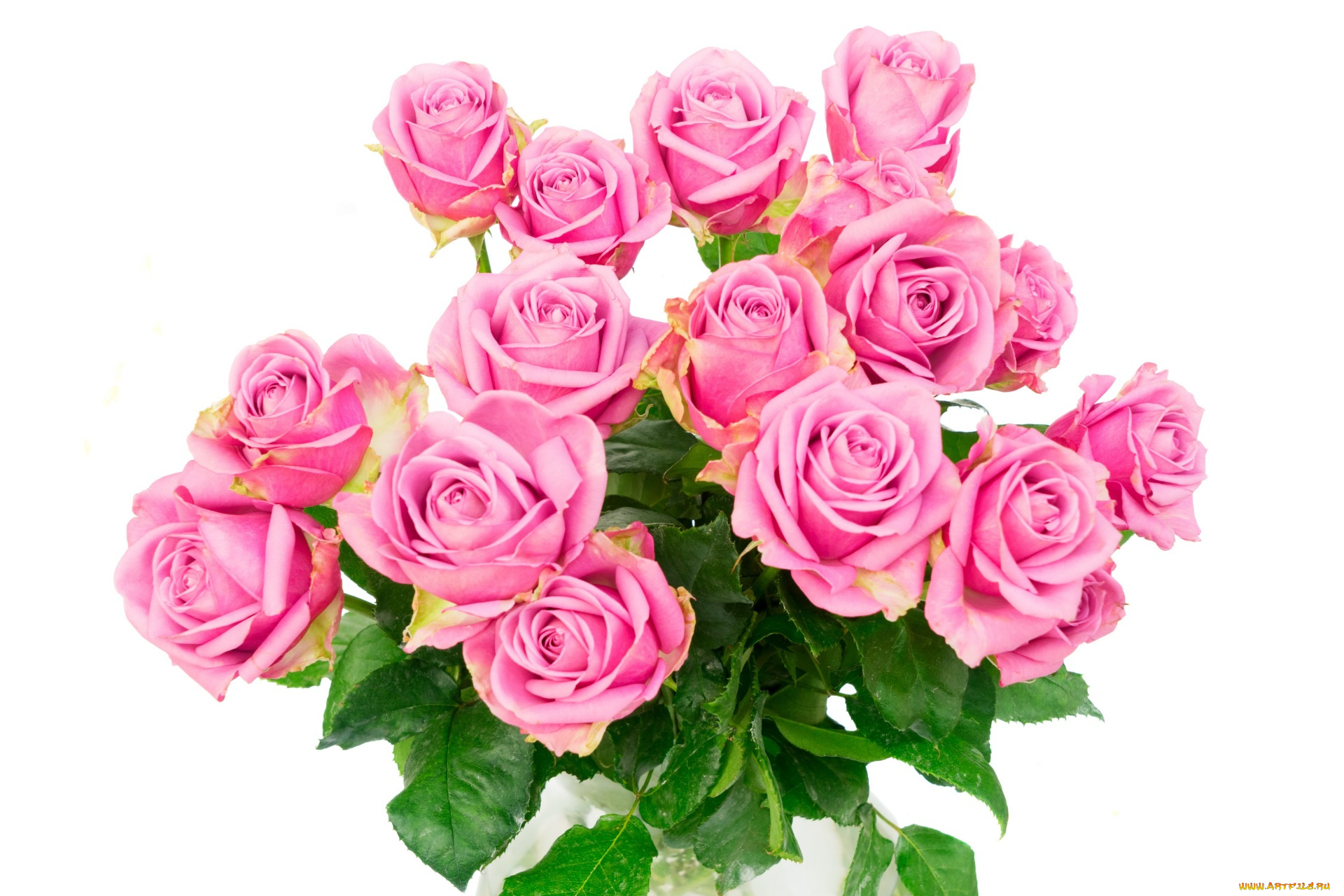цветы, розы, цветок, розовый