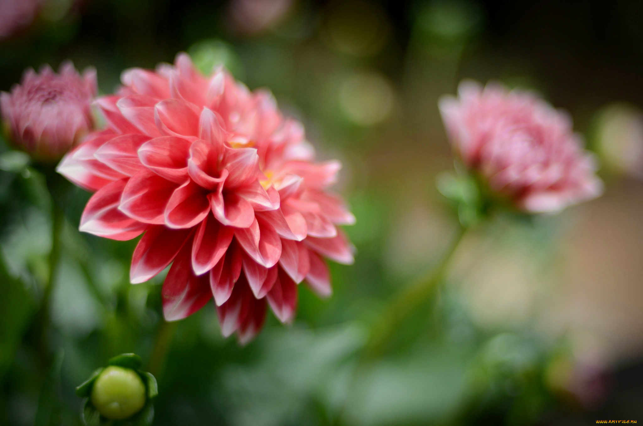 цветы, георгины, георгин, цветение, dahlia, flowering