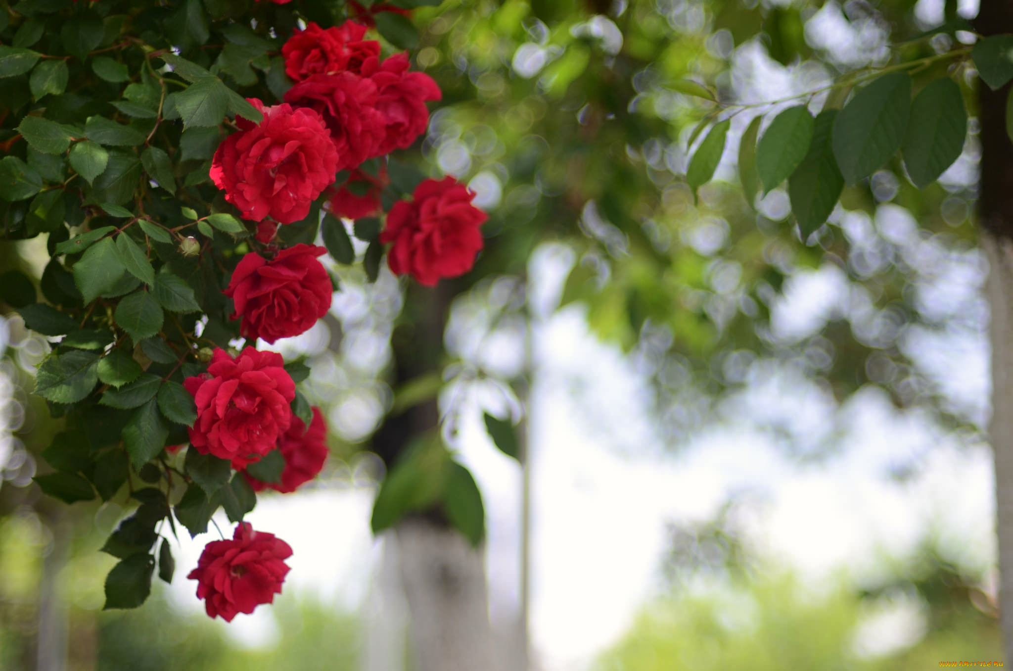 цветы, розы, роза, бутон, лепестки, листья, цветение, rose, bud, petals, leaves, blossoms