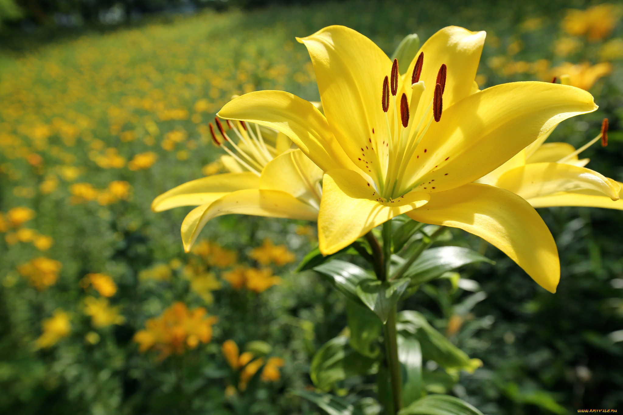 цветы, лилии, , лилейники, petals, lily, bloom, лепестки, цветение