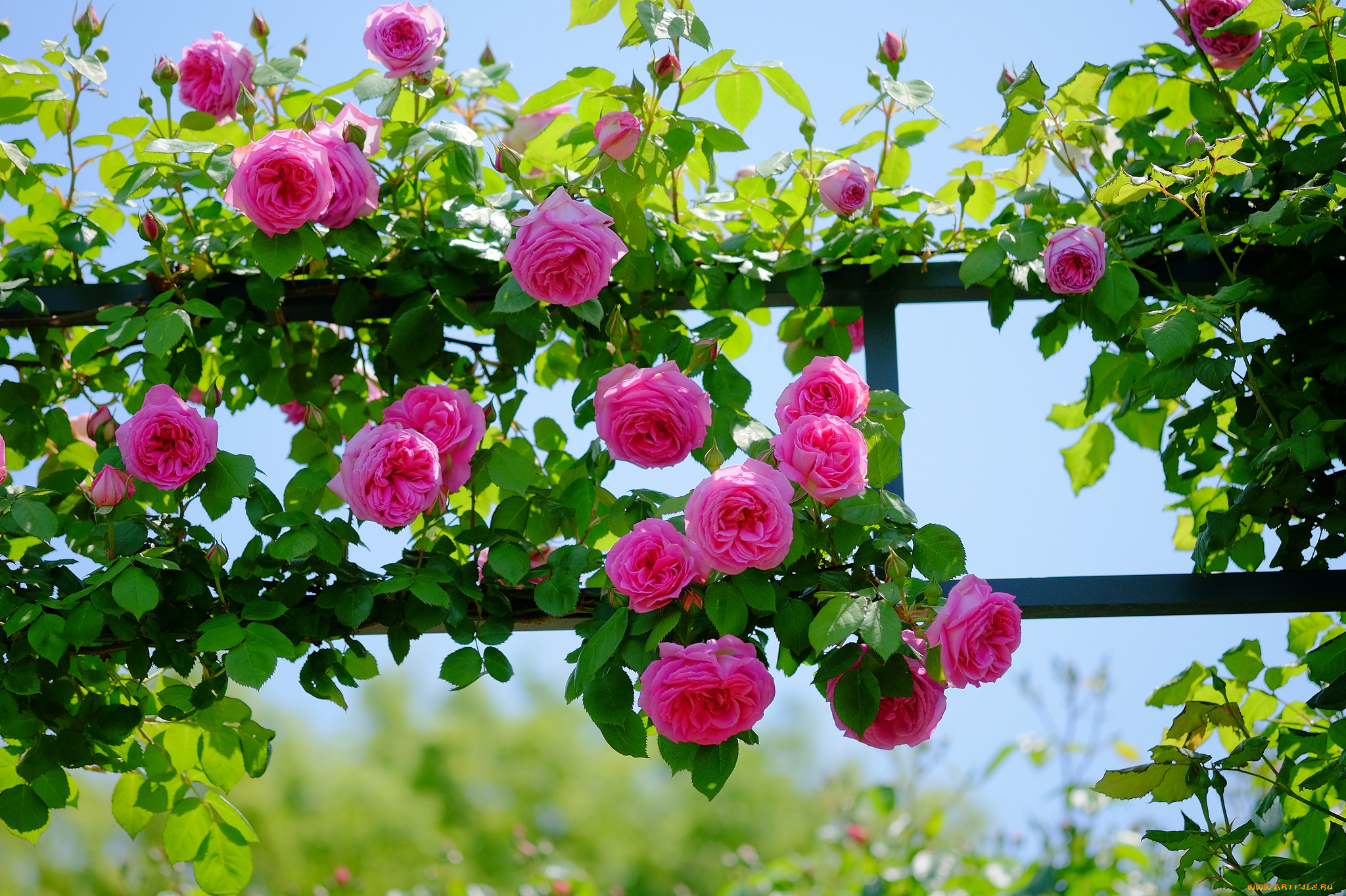 цветы, розы, роза, бутон, лепестки, листья, цветение, rose, bud, petals, leaves, blossoms