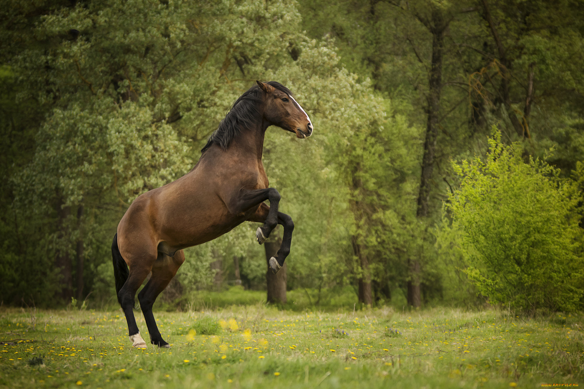 животные, лошади, животное, красавцы, horse, animal, handsome