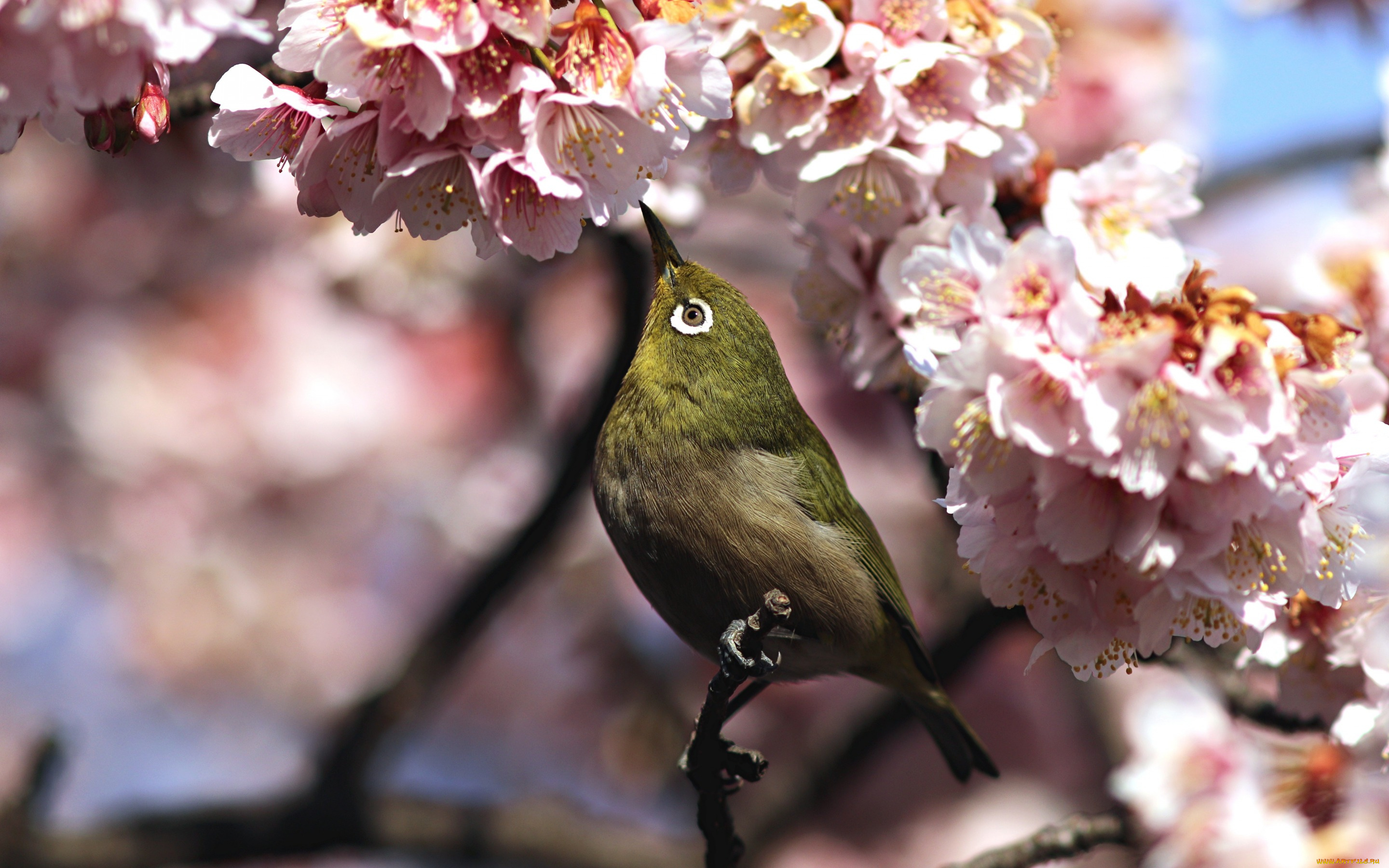 животные, белоглазки, птица, весна, сакура, white-eye, белоглазка, цветы, ветка, белый, глаз