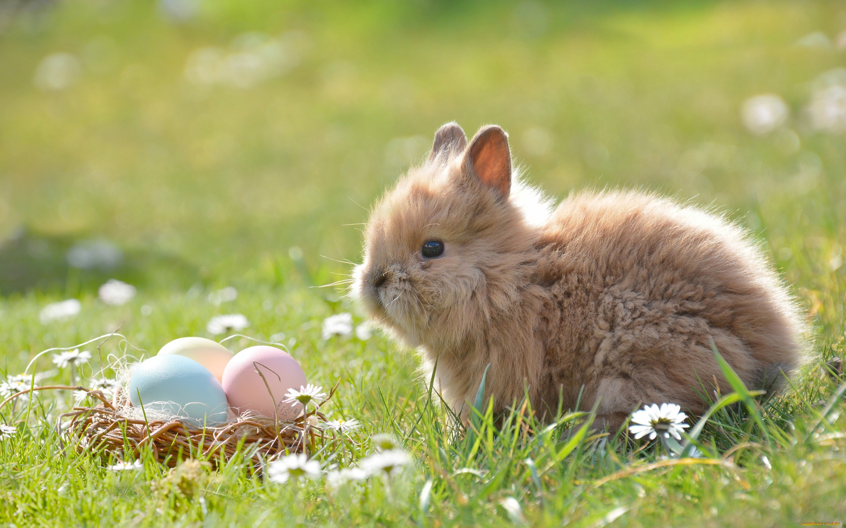 животные, кролики, , зайцы, кролик, пасха, животное, природа, корзинка, яйца, цветы, ромашки, трава