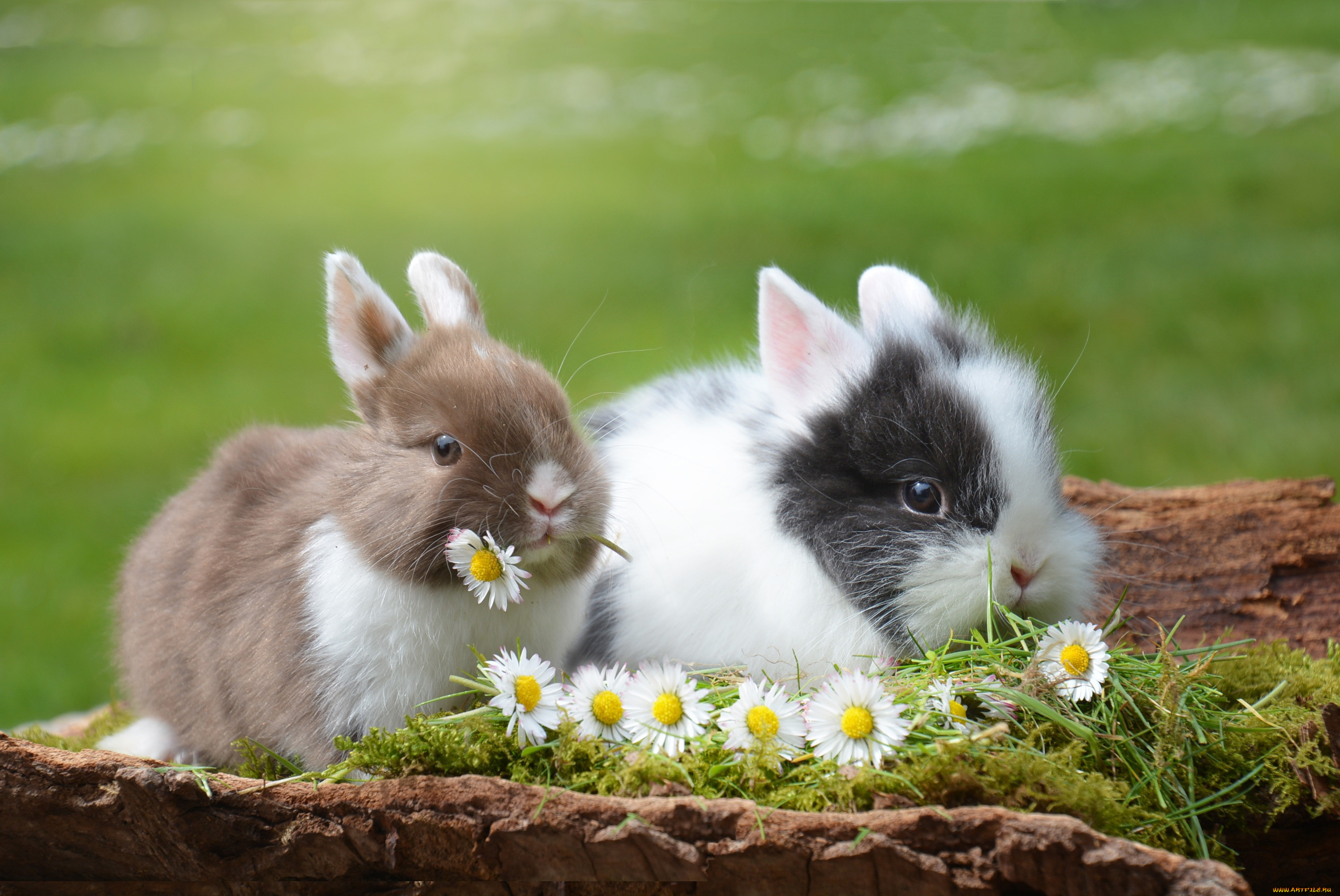 животные, кролики, , зайцы, цветы, ромашки, природа, пара, трава