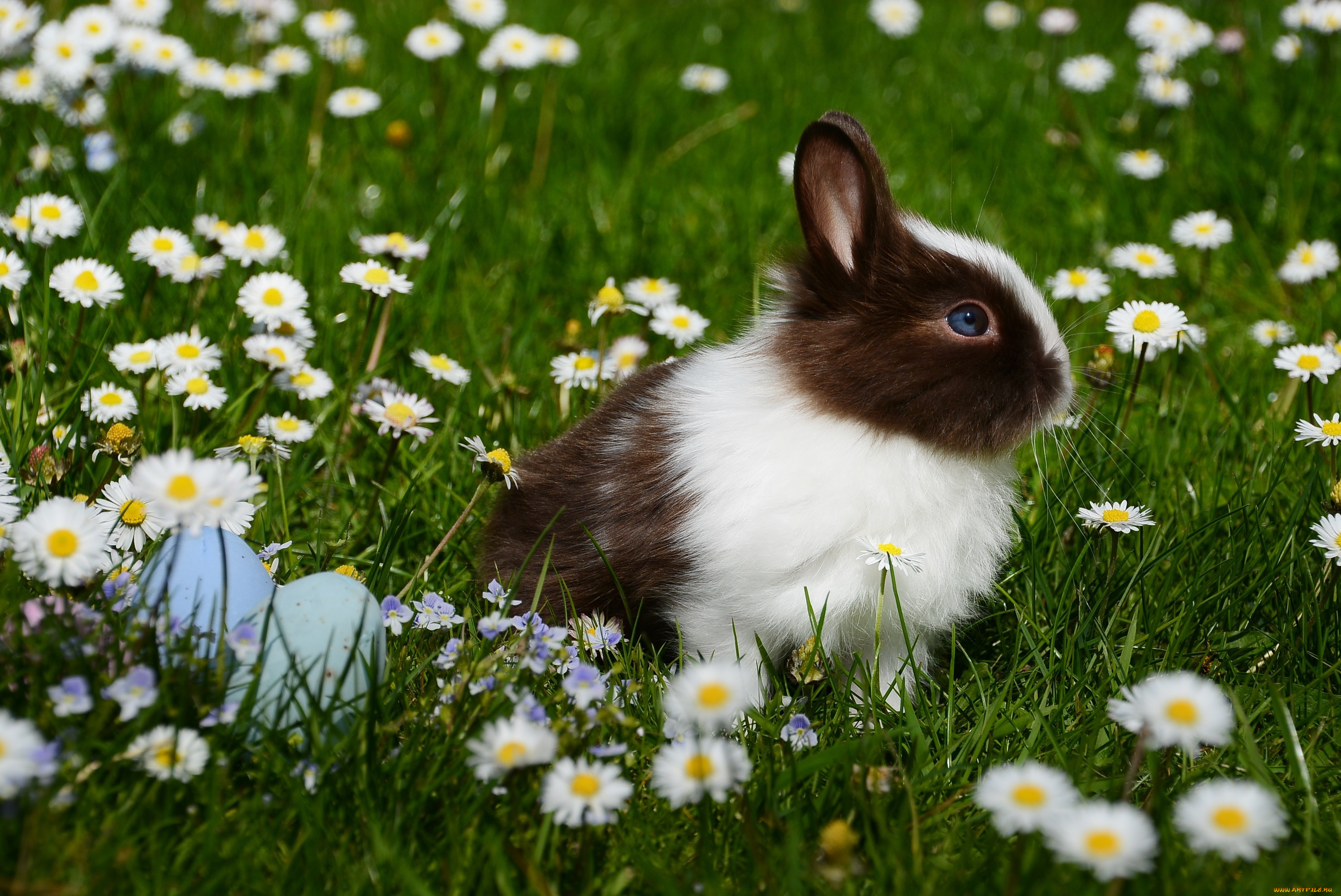 животные, кролики, , зайцы, яйца, цветы, животное, ромашки, трава, крашенки, пасха, кролик