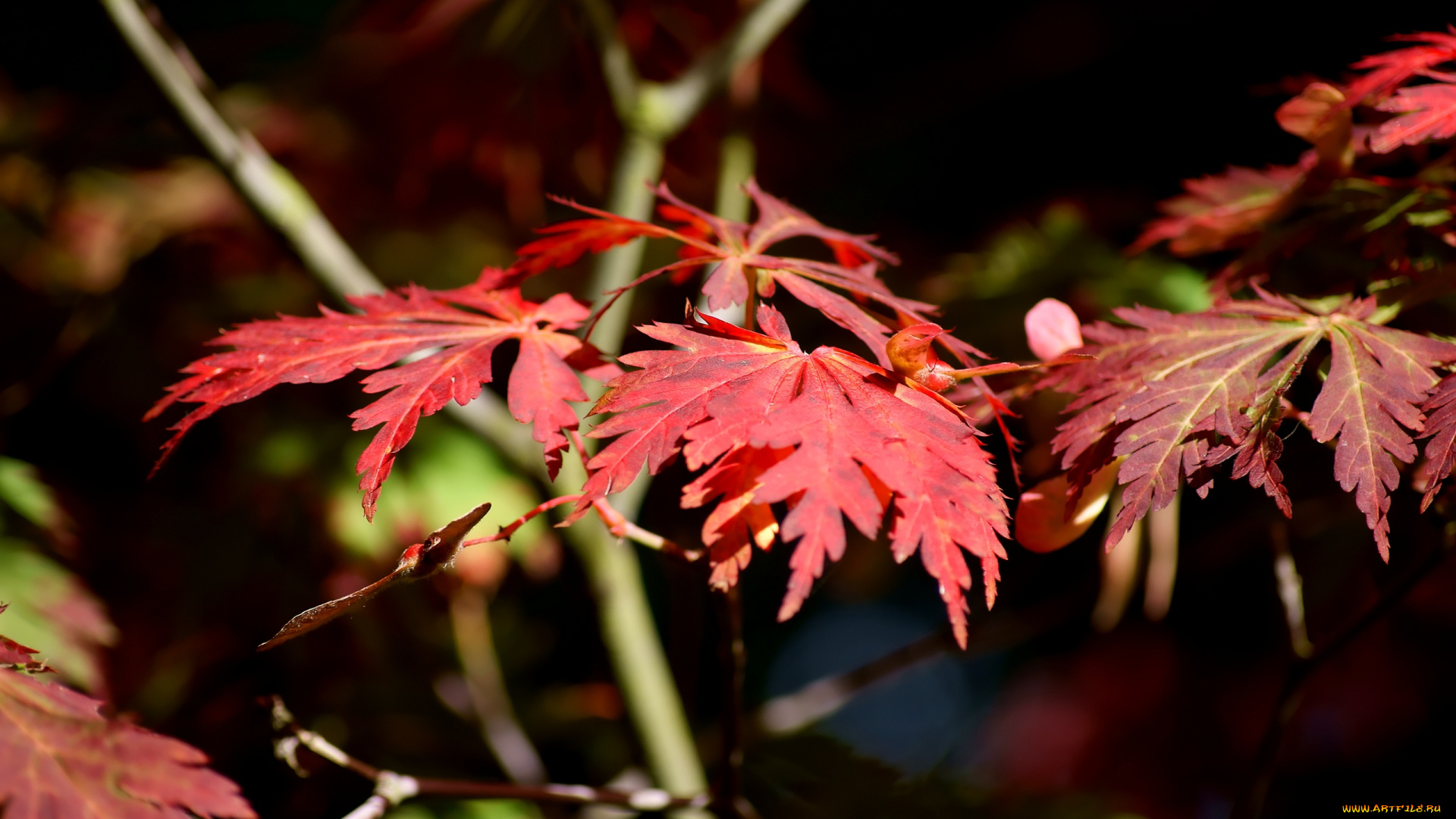 japanese, maple, in, sun, природа, листья, ветки, красные