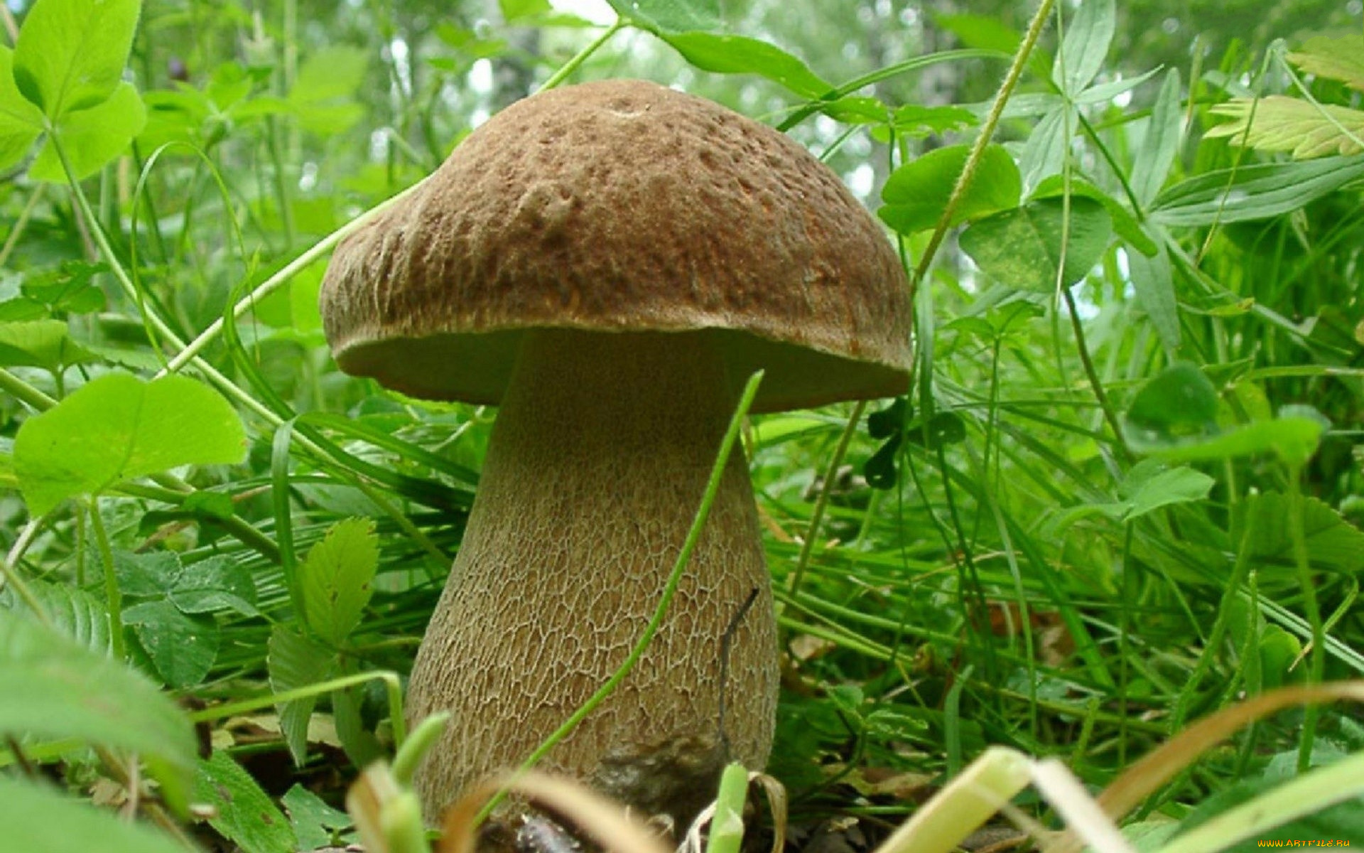 природа, грибы, трава, белый, гриб