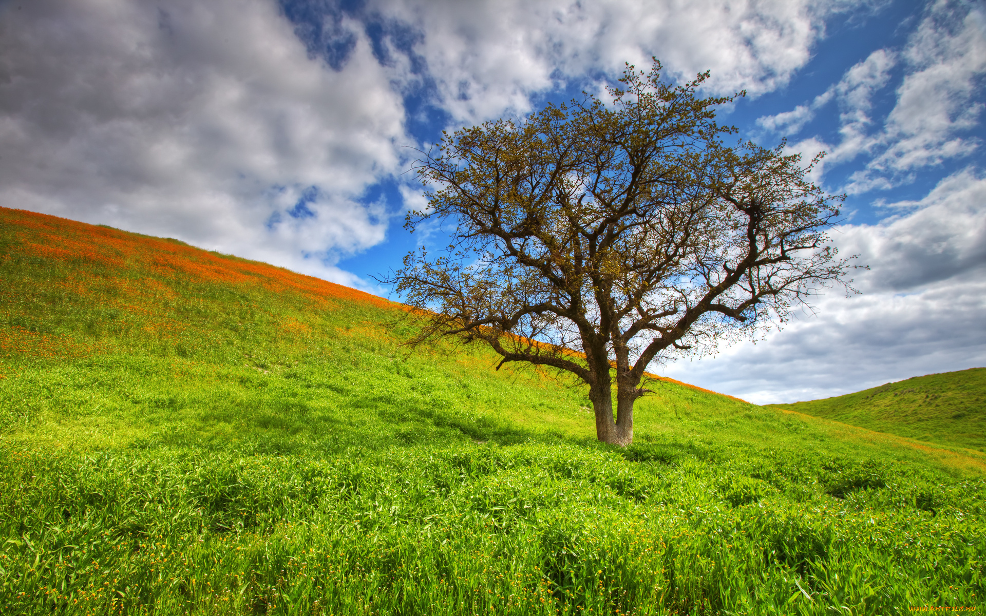 spring, tree, природа, деревья, холм, дерево, трава