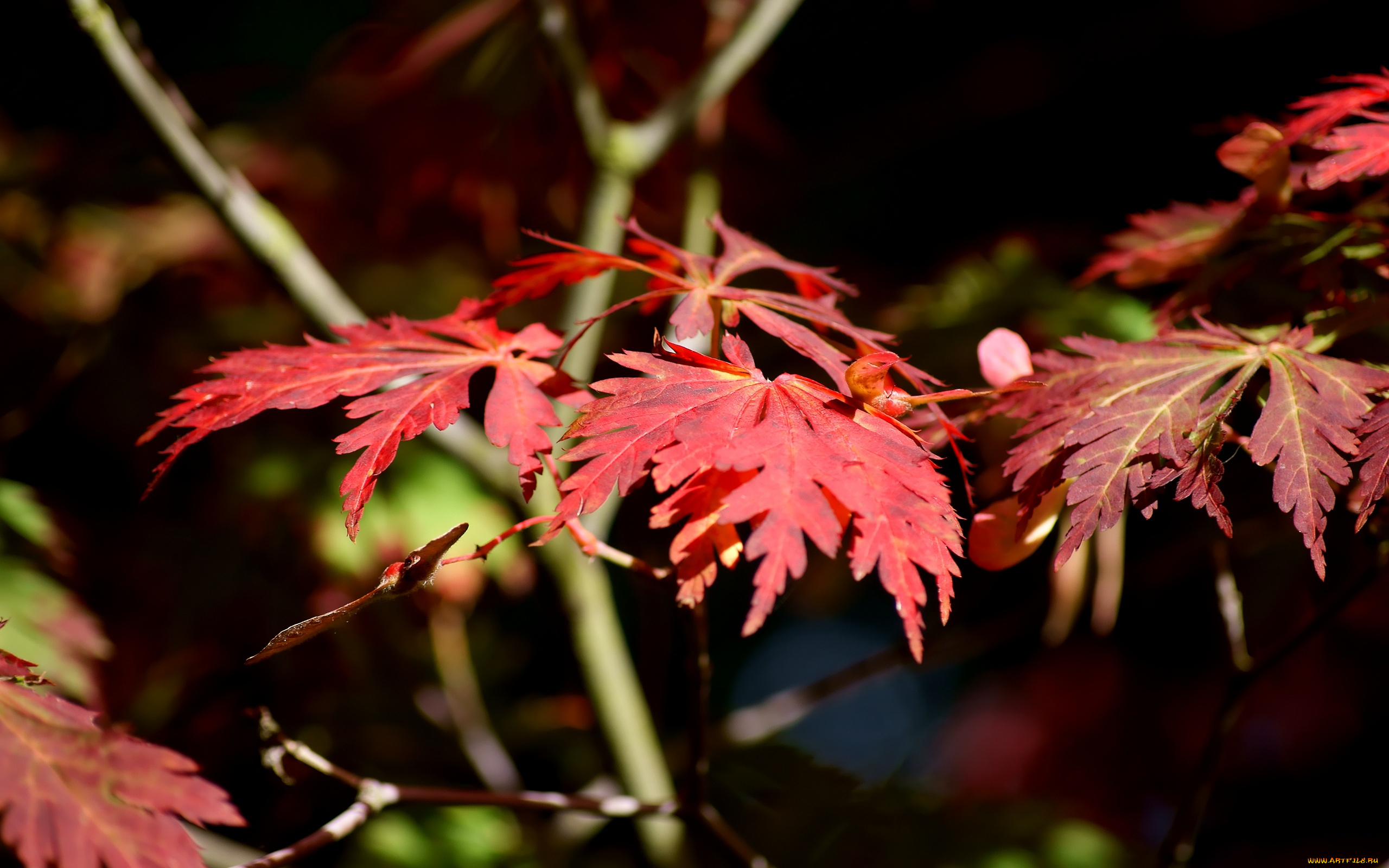 japanese, maple, in, sun, природа, листья, ветки, красные