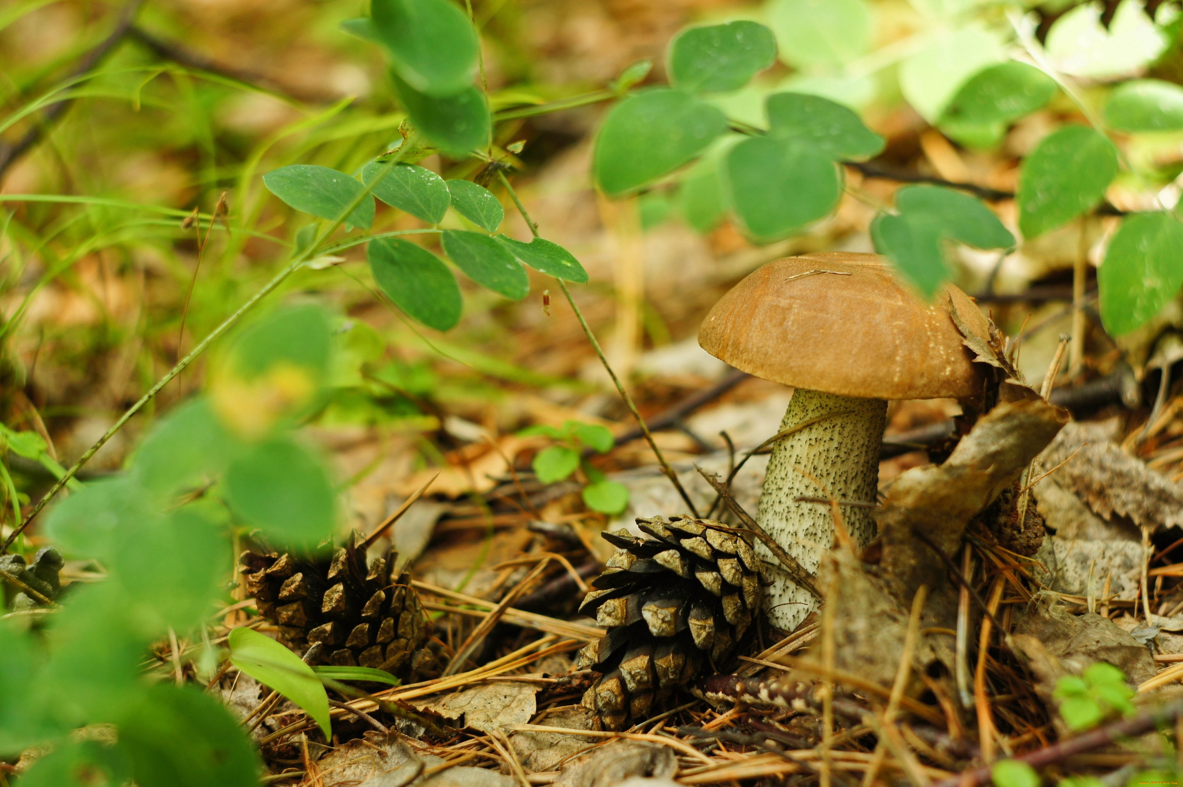 природа, грибы, подберезовик, ветки, листья, шишка
